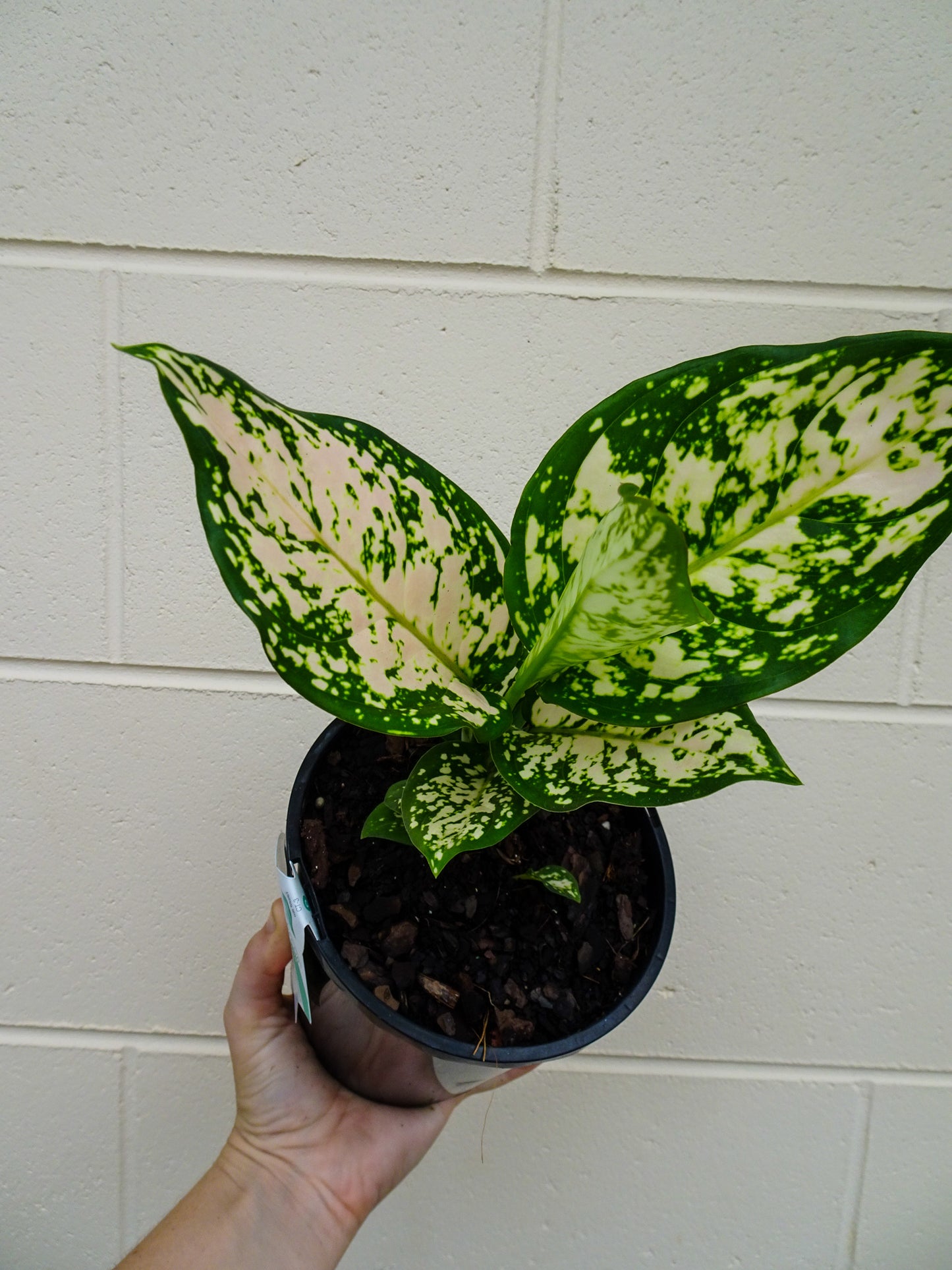 Aglaonmea Eileen