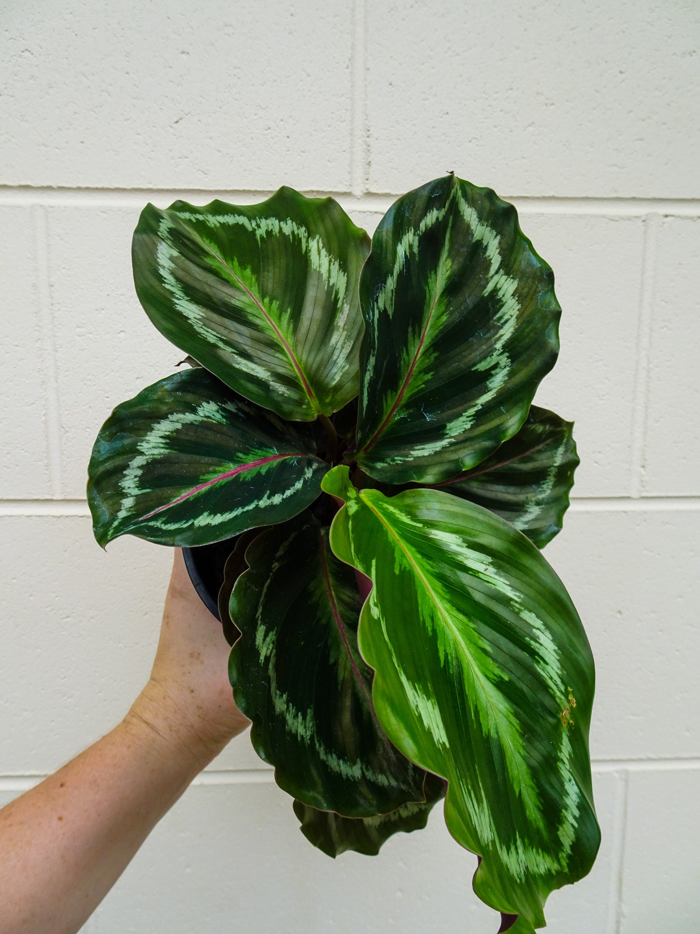 Calathea Roseopicta Medallion