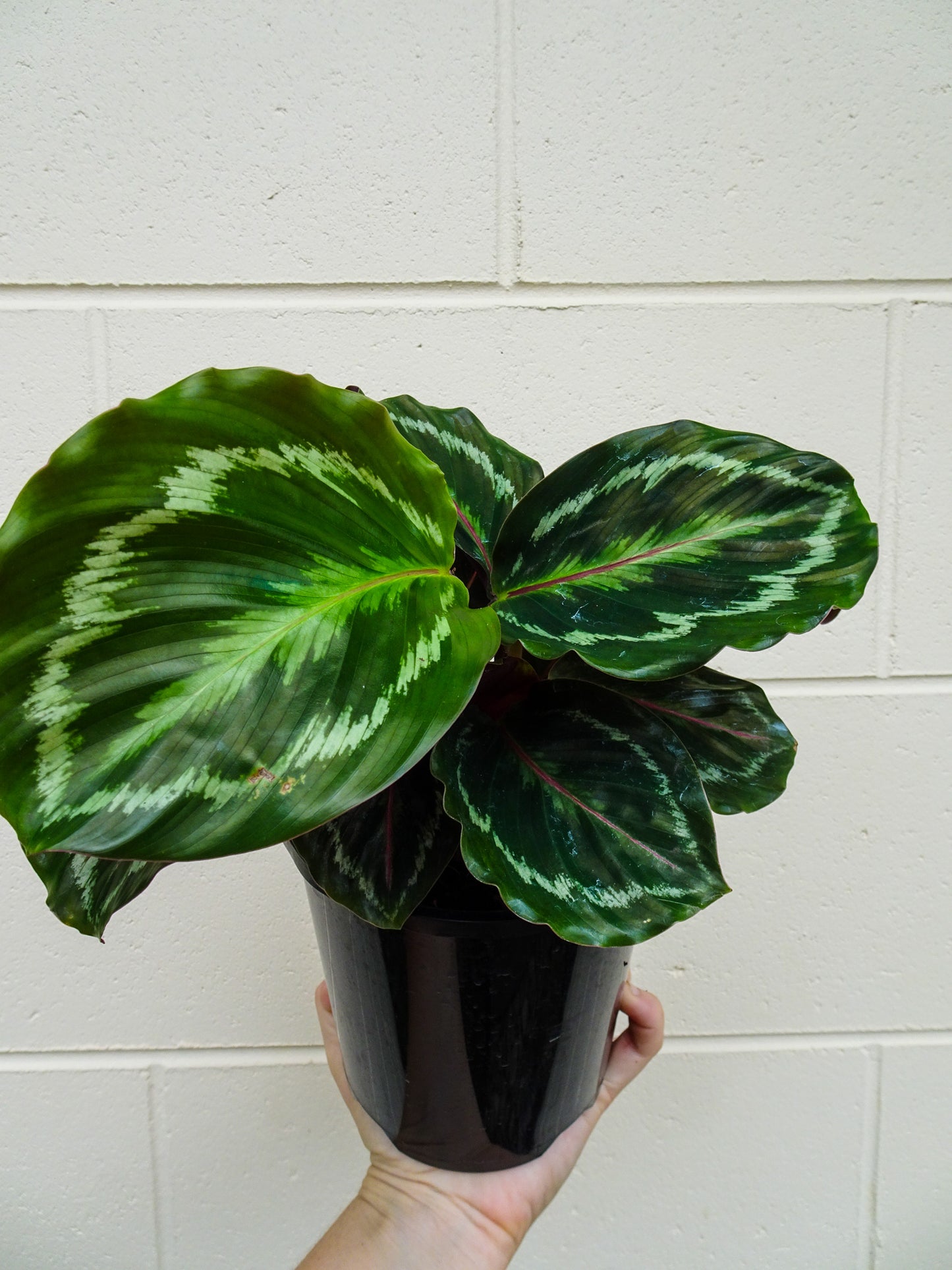 Calathea Roseopicta Medallion