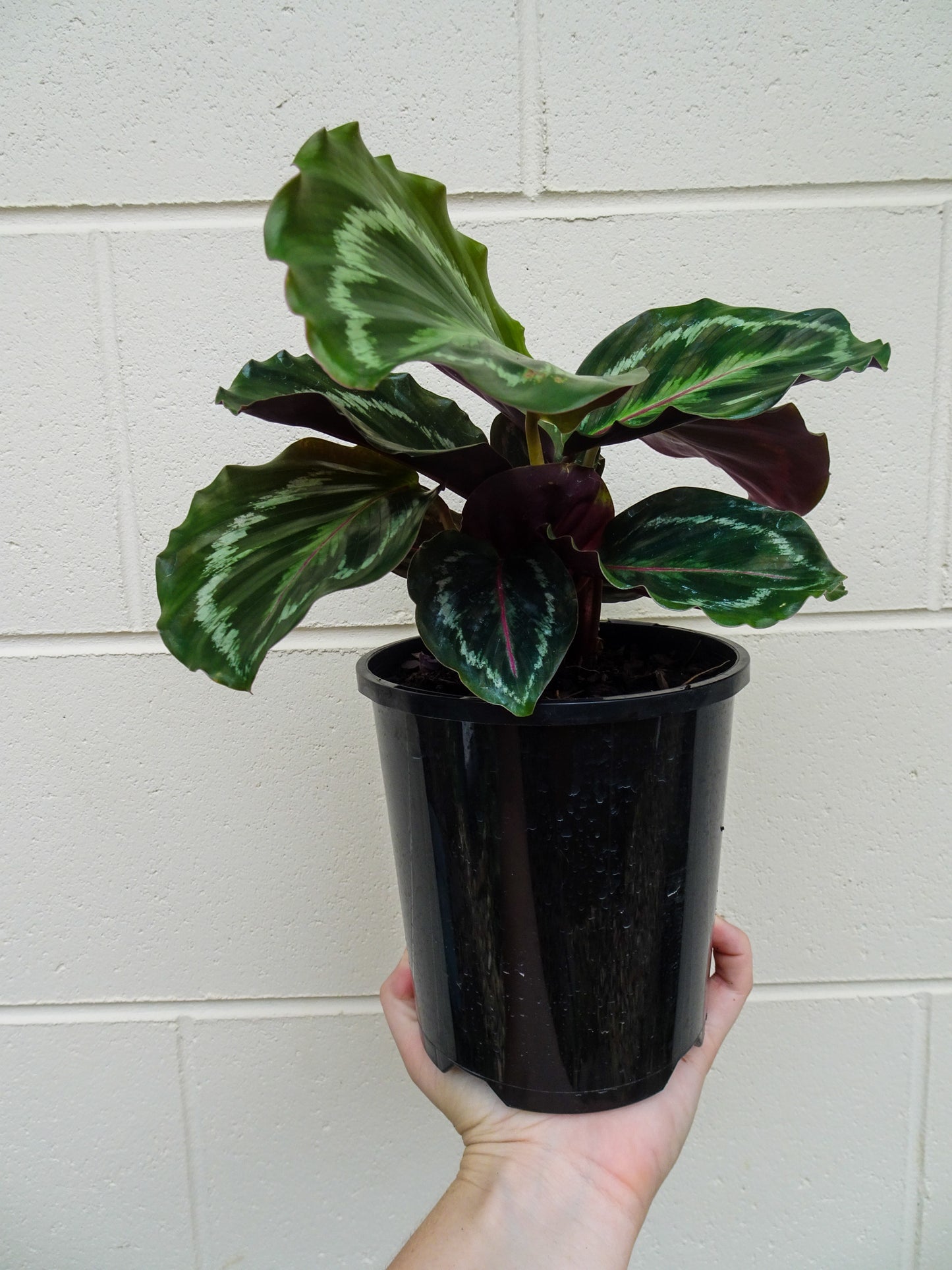 Calathea Roseopicta Medallion