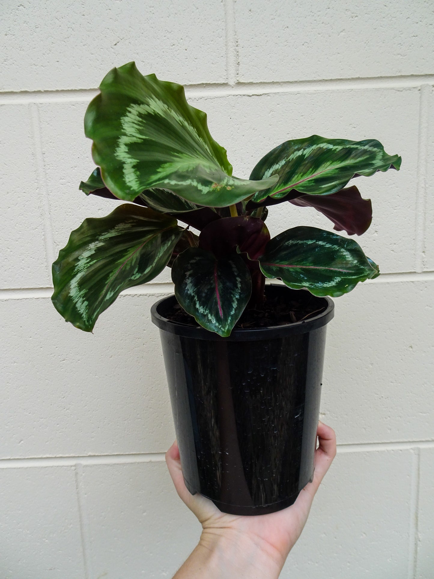 Calathea Roseopicta Medallion