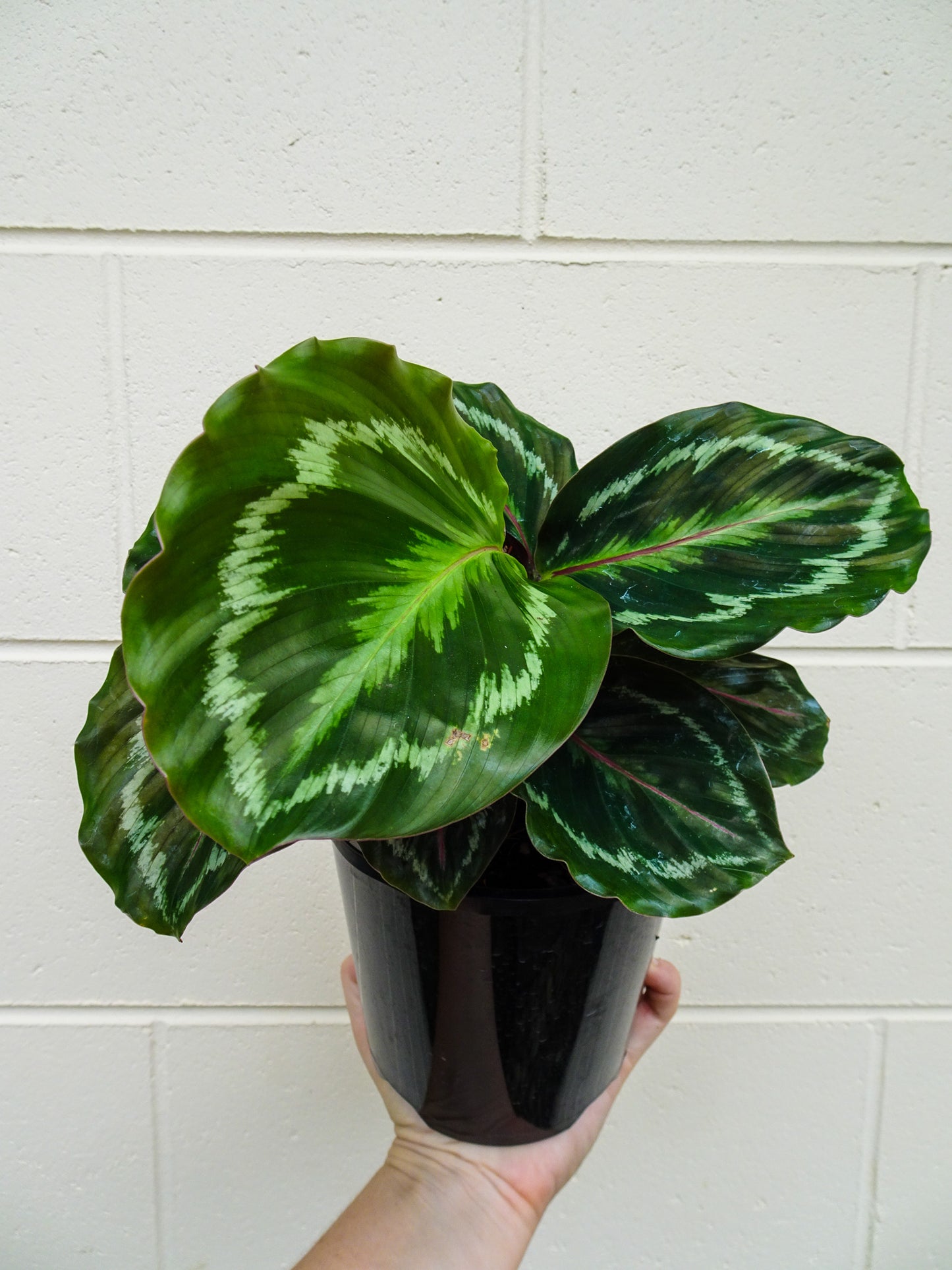 Calathea Roseopicta Medallion