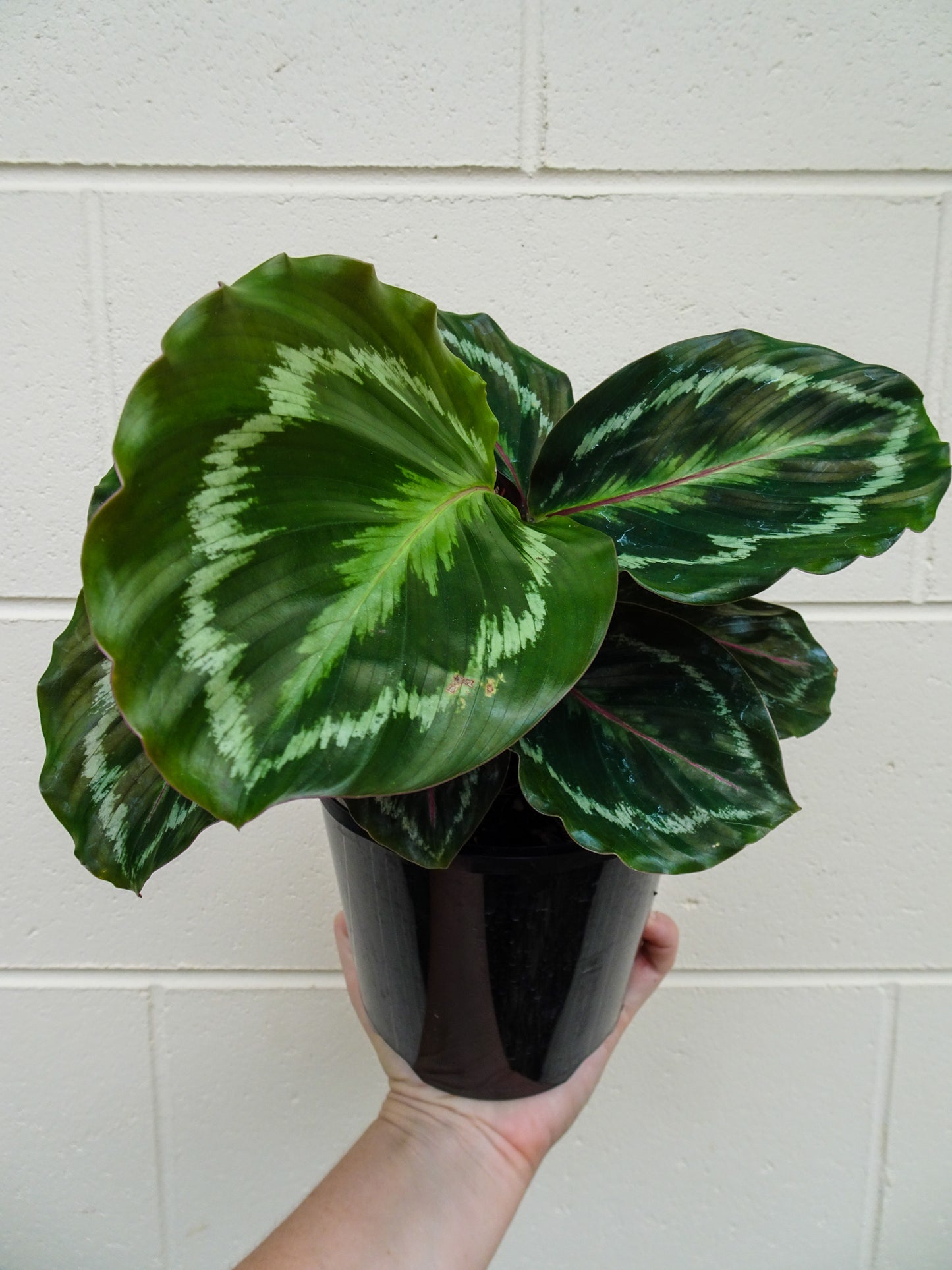 Calathea Roseopicta Medallion