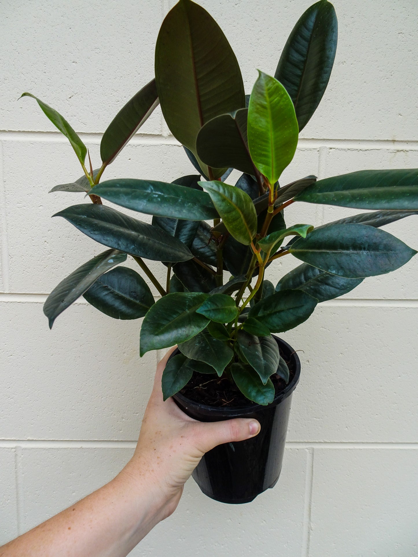 Ficus Elastica Burgundy (Rubber Tree)