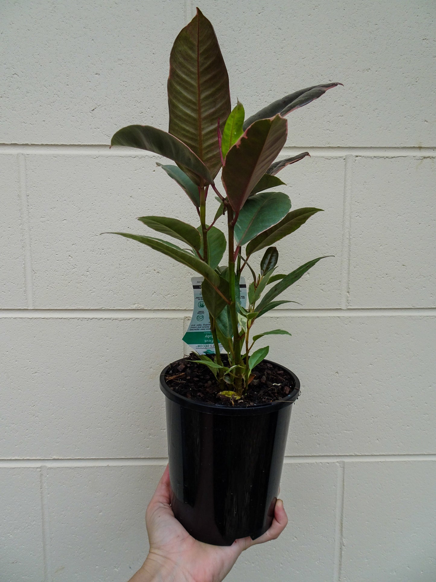 Ficus Elastica Ruby (Rubber Plant)