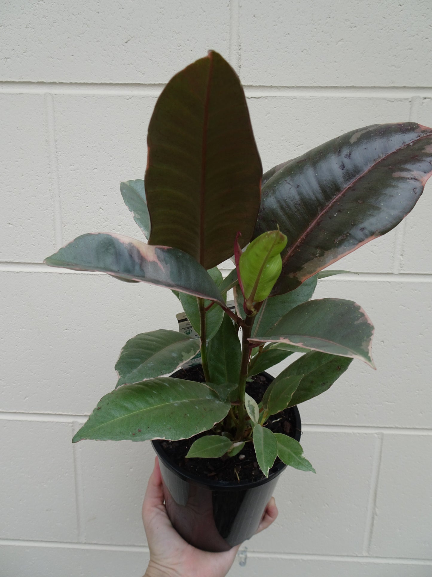 Ficus Elastica Ruby (Rubber Plant)