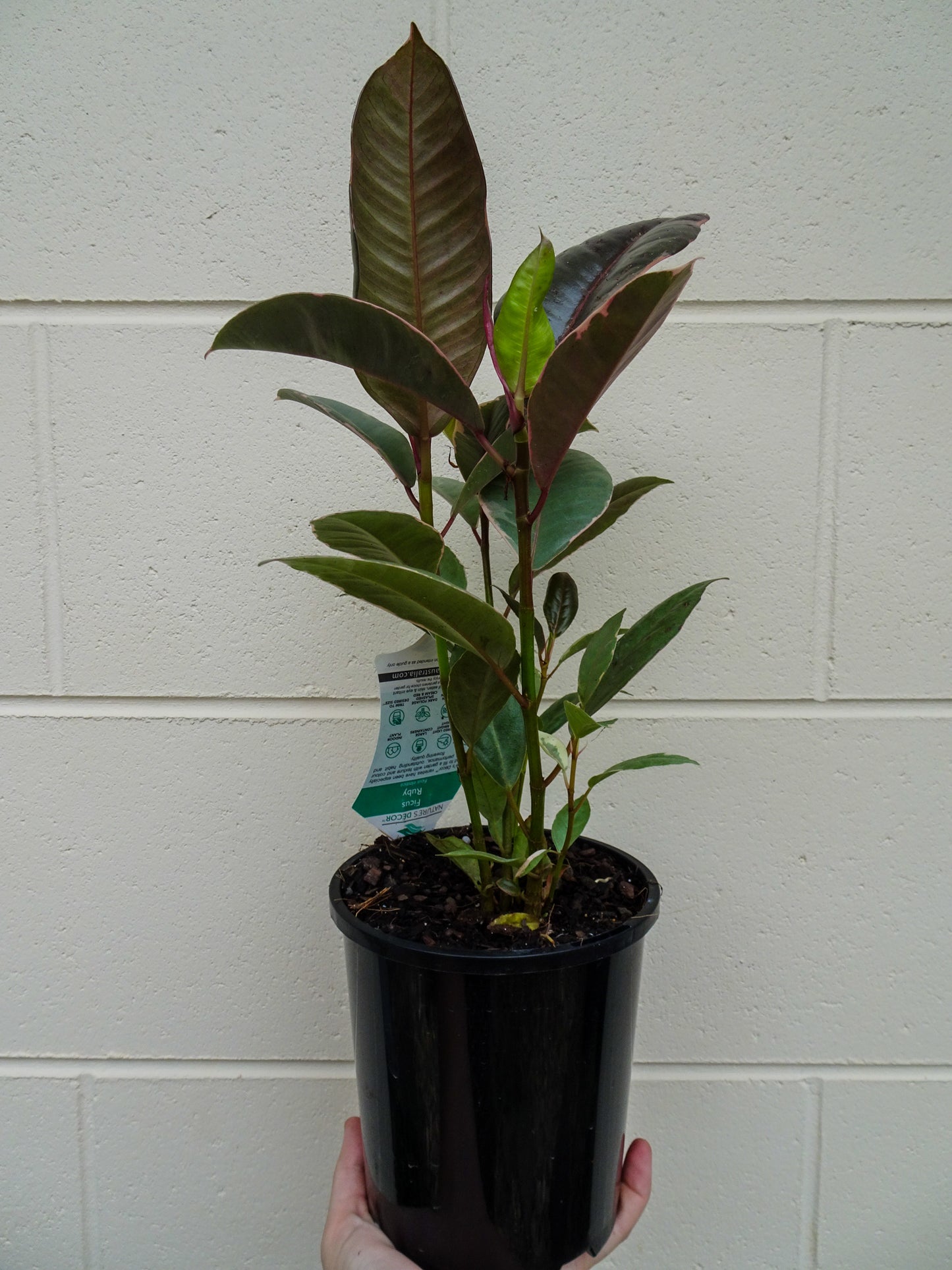Ficus Elastica Ruby (Rubber Plant)