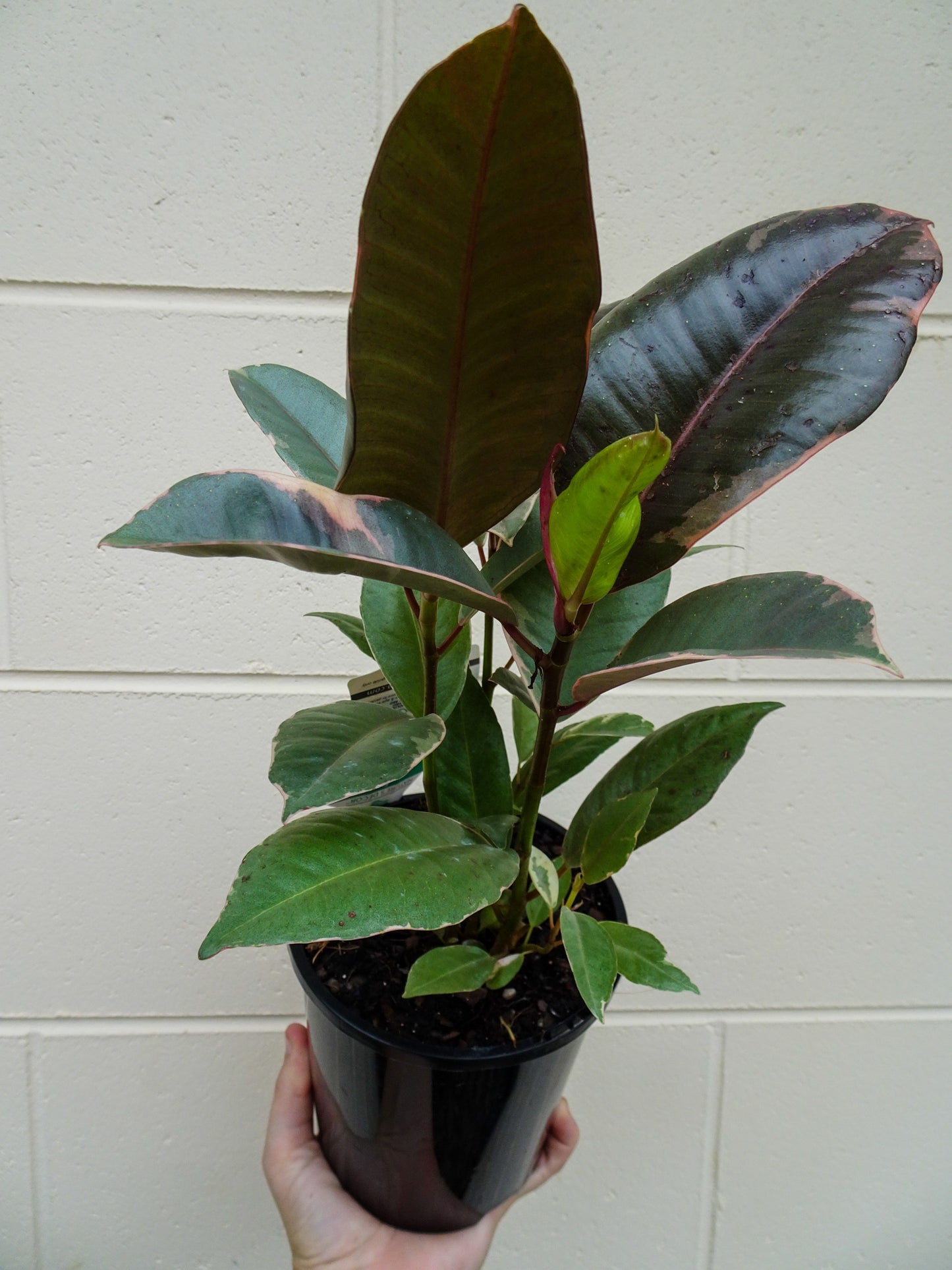 Ficus Elastica Ruby (Rubber Plant)