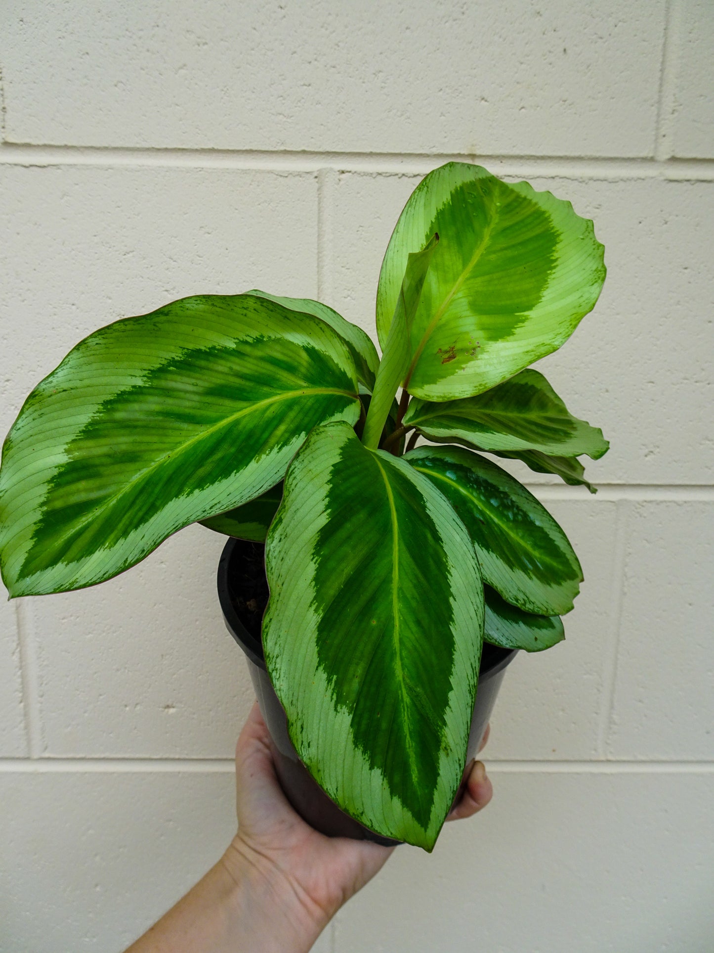 Calathea Bicajoux Pink