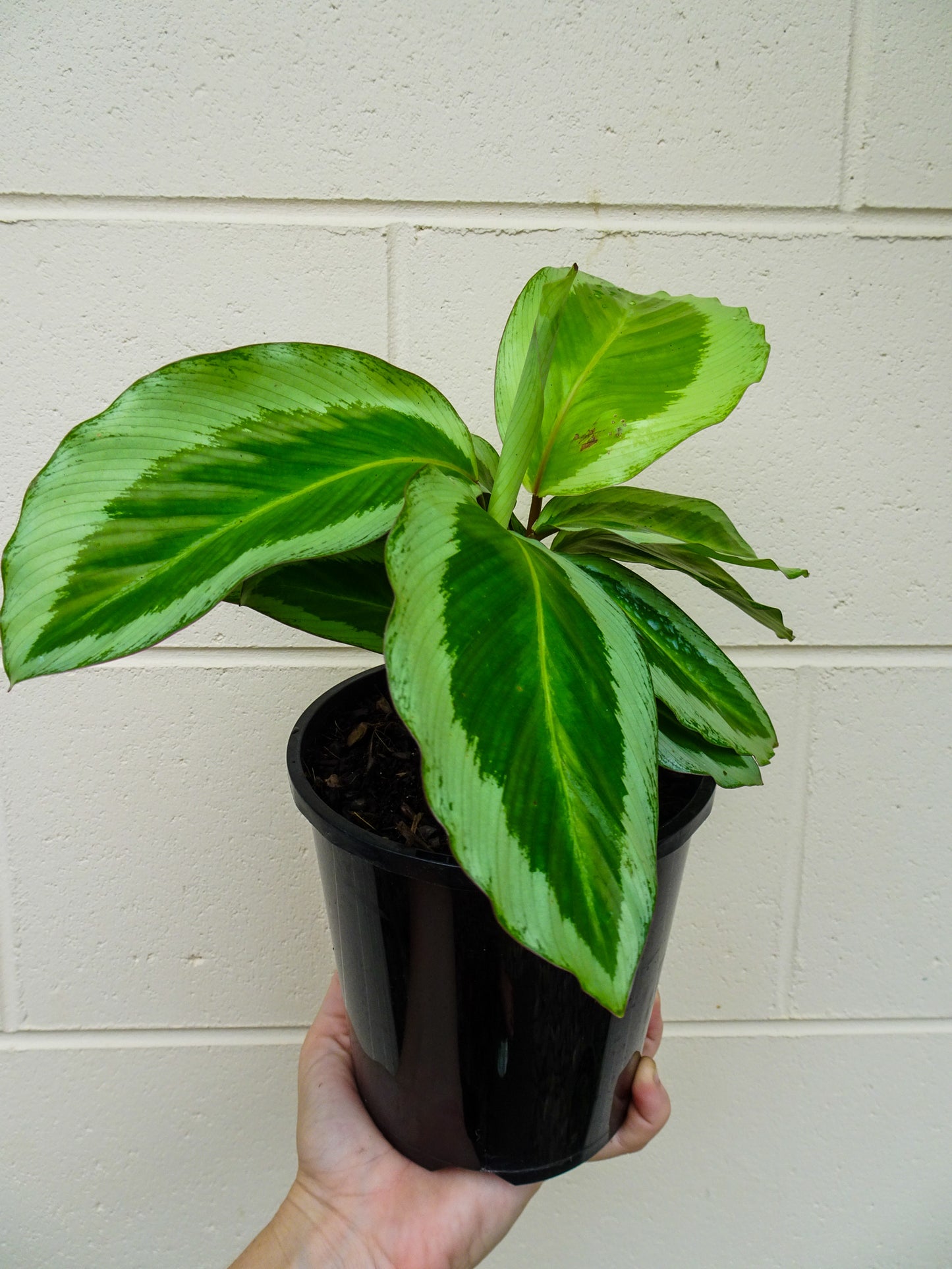 Calathea Bicajoux Pink