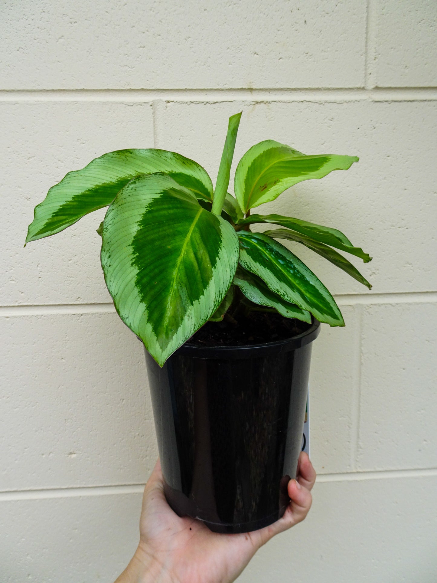 Calathea Bicajoux Pink