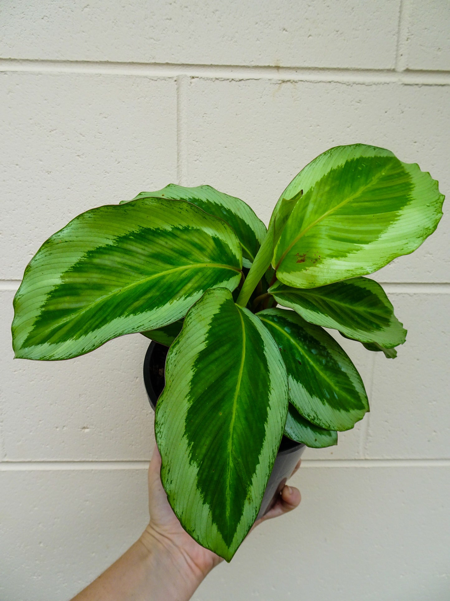 Calathea Bicajoux Pink