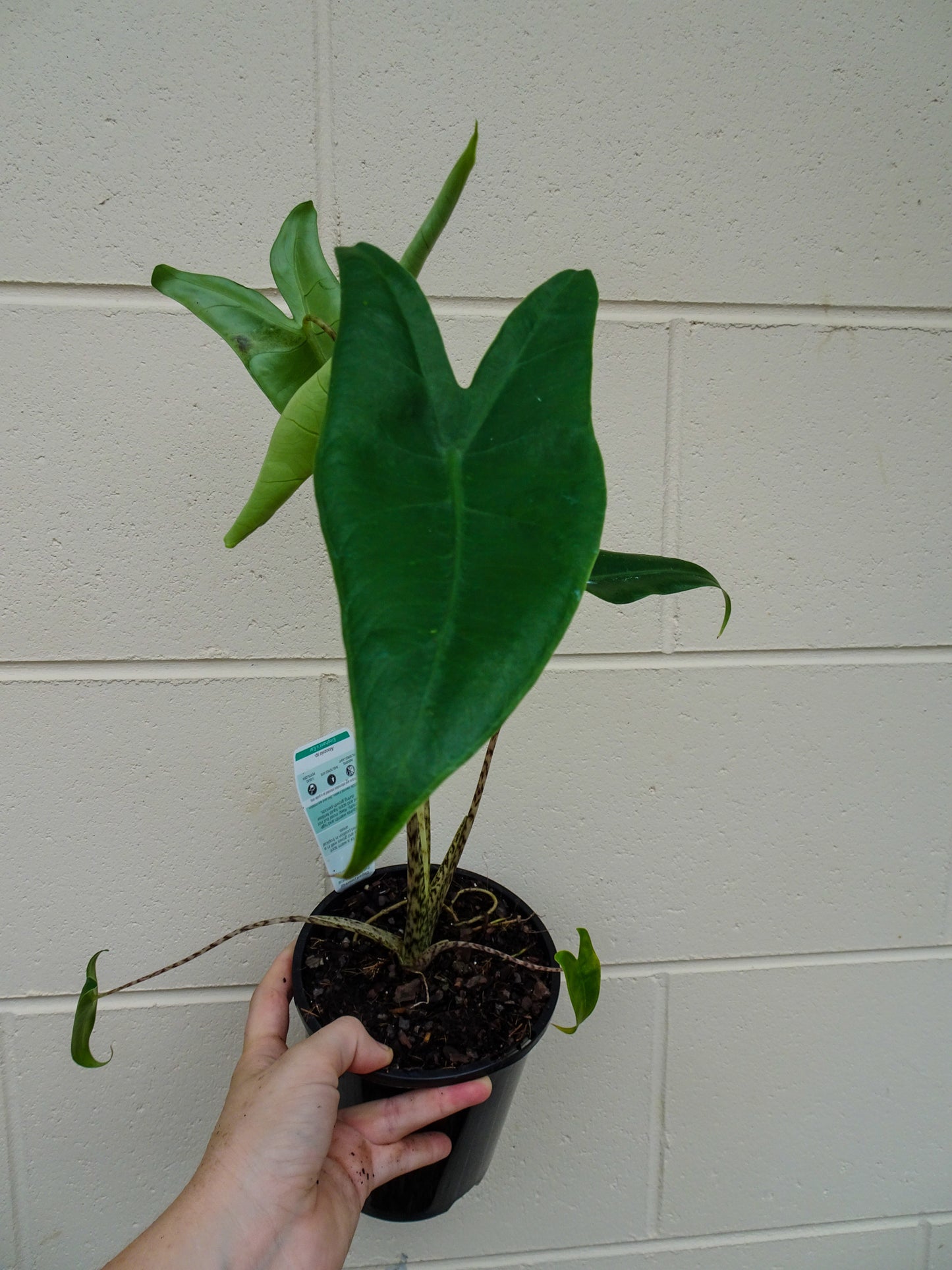 Alocasia Zebrina