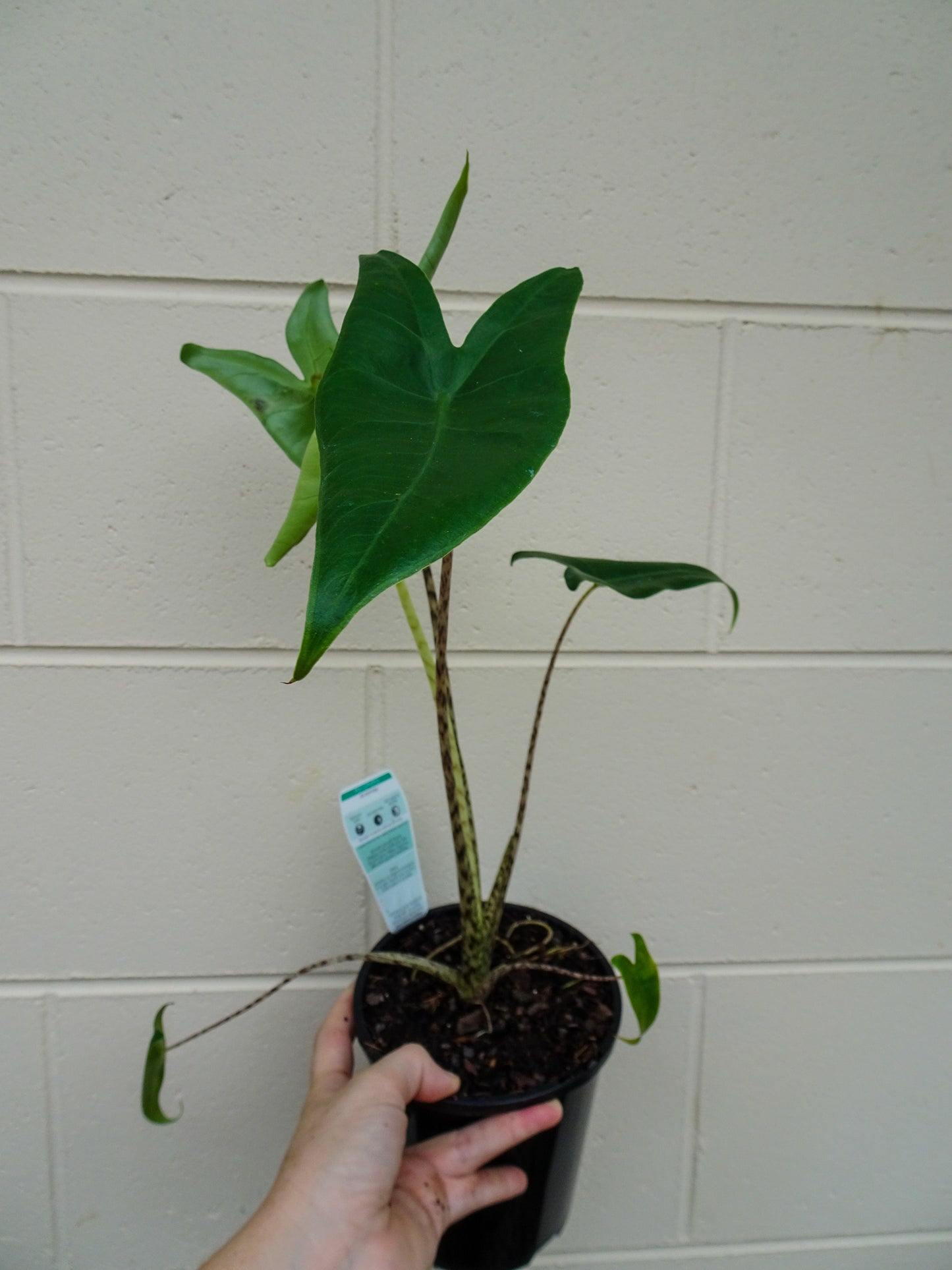 Alocasia Zebrina