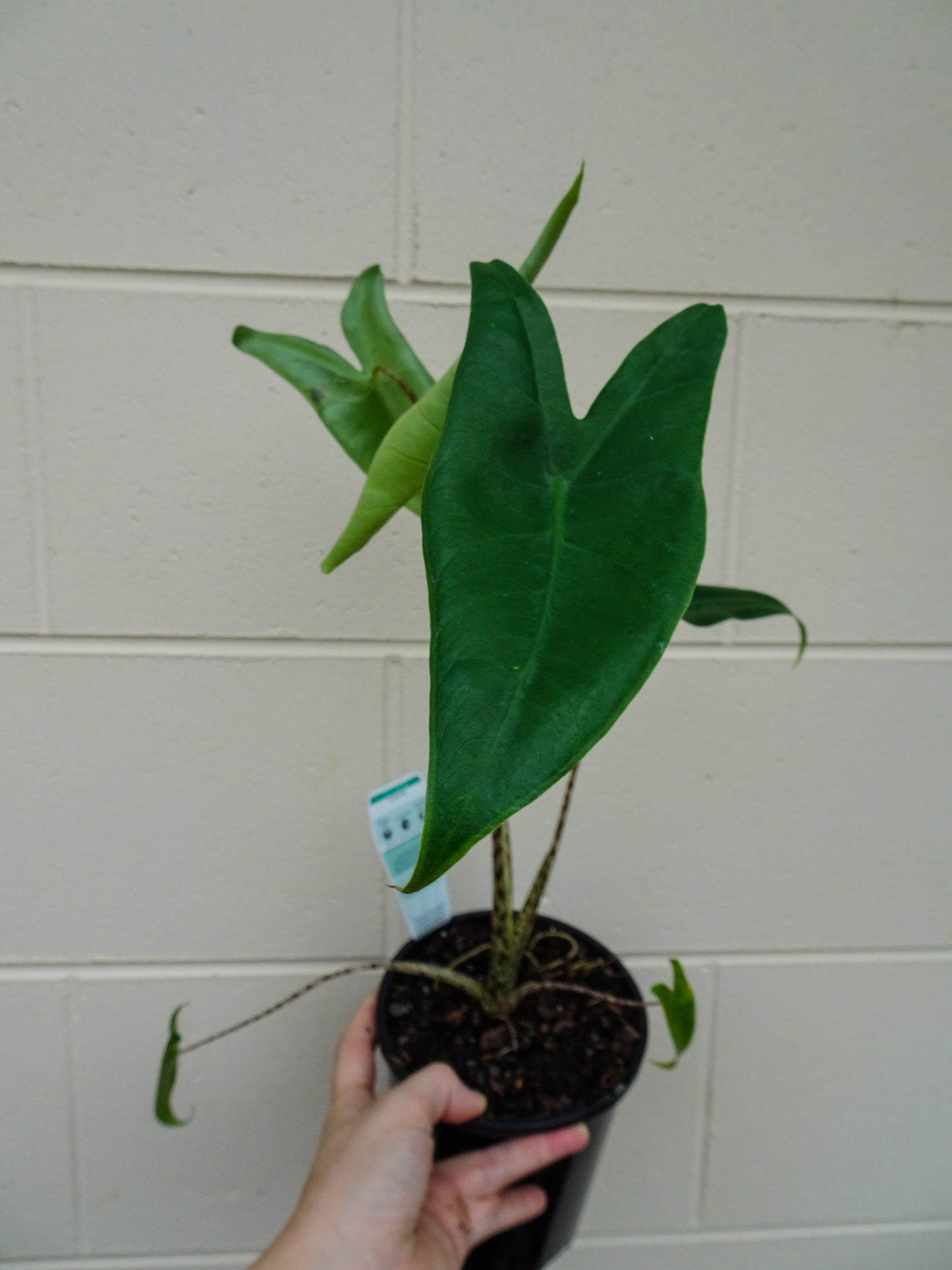 Alocasia Zebrina