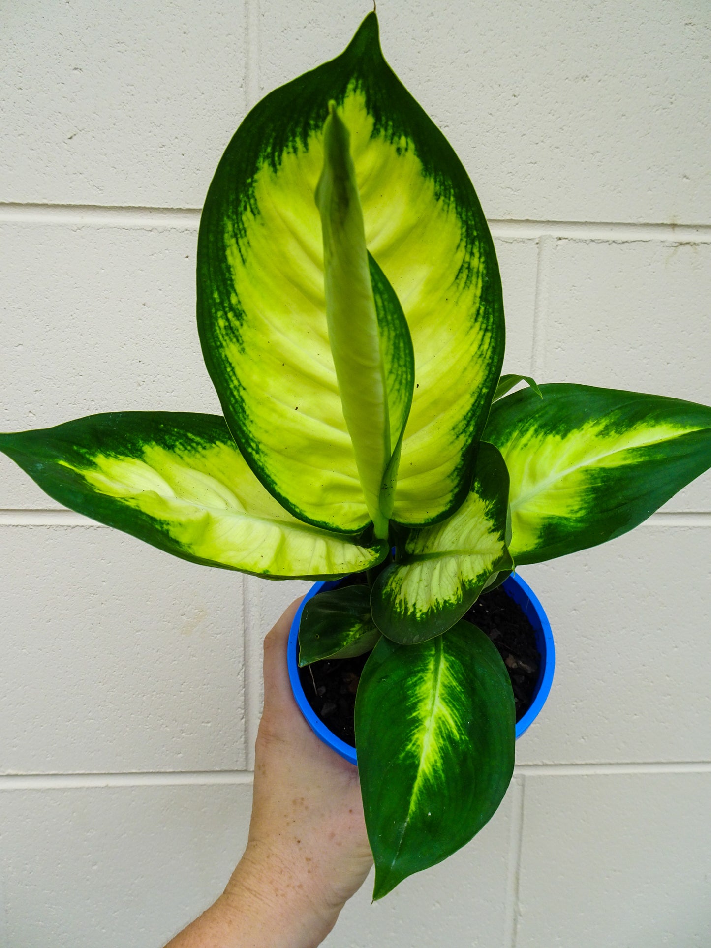 Dieffenbachia Tropic Mariane