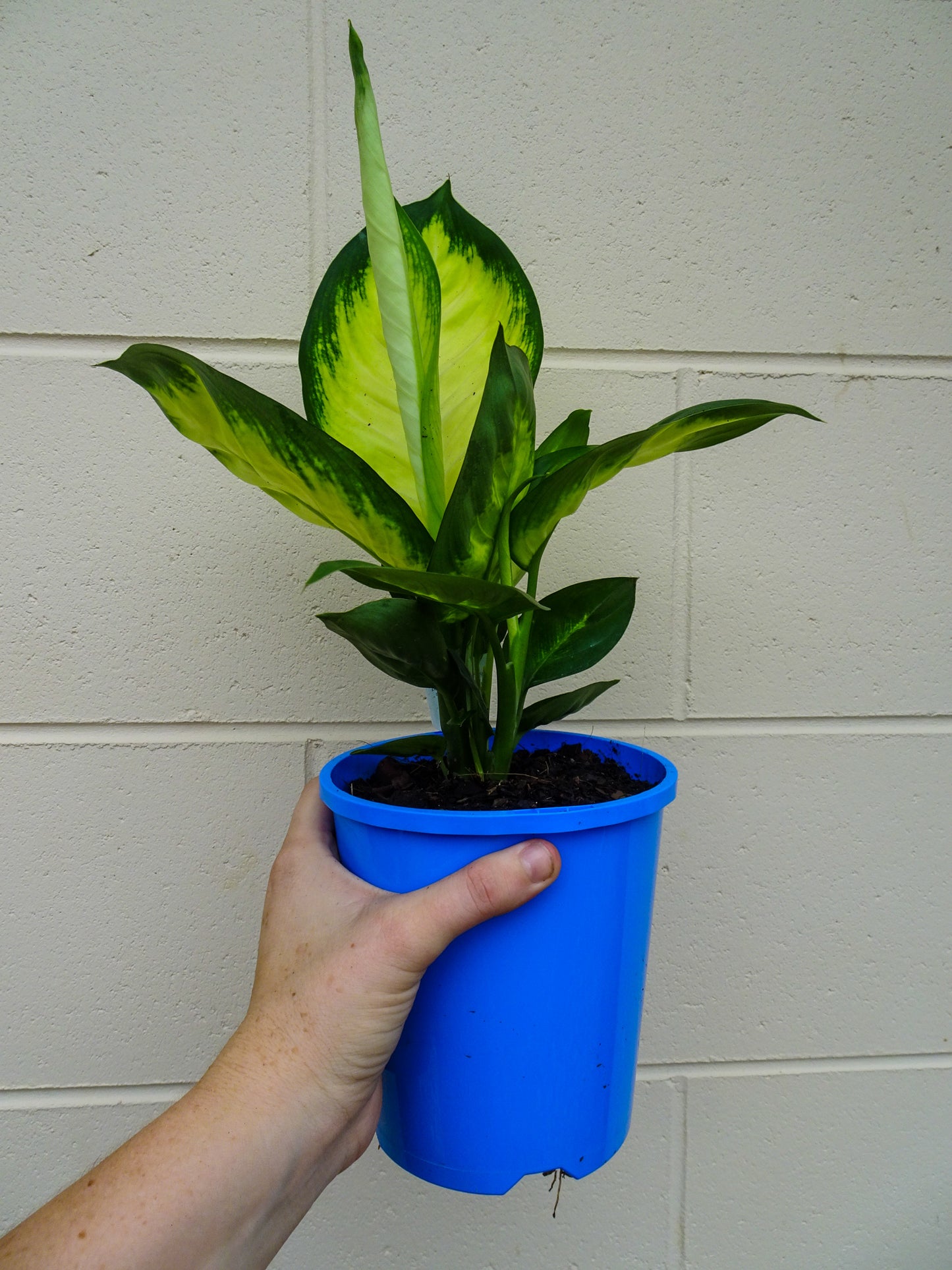 Dieffenbachia Tropic Mariane