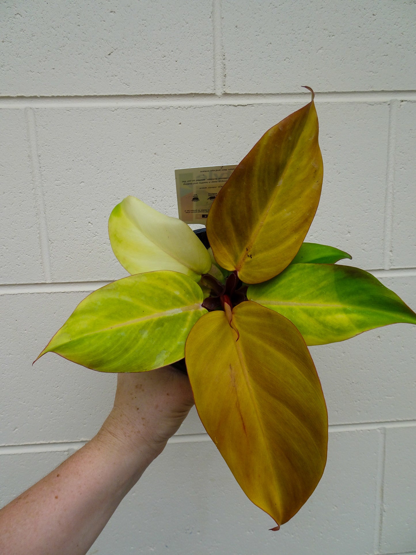 Philodendron McColleys Finale