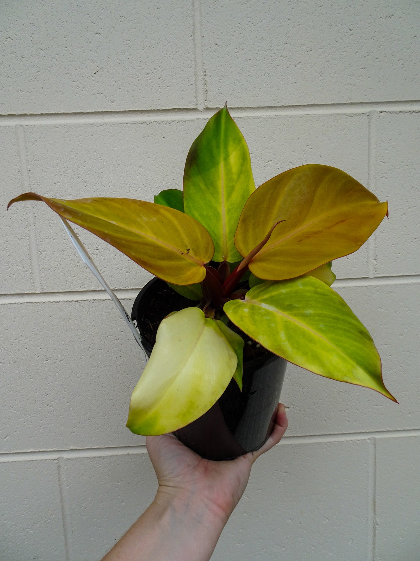 Philodendron McColleys Finale