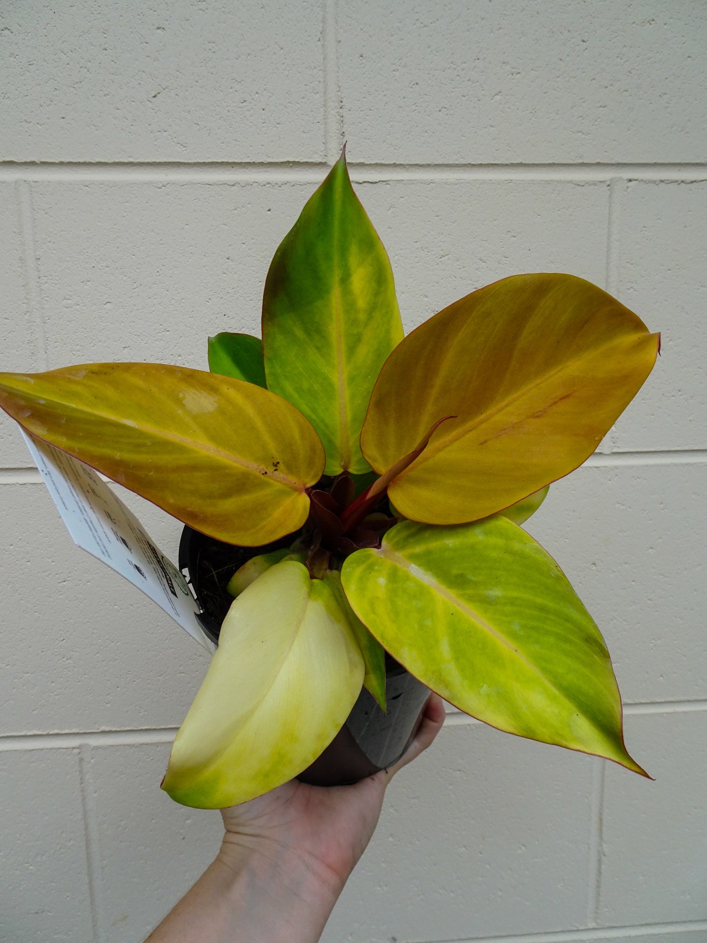 Philodendron McColleys Finale