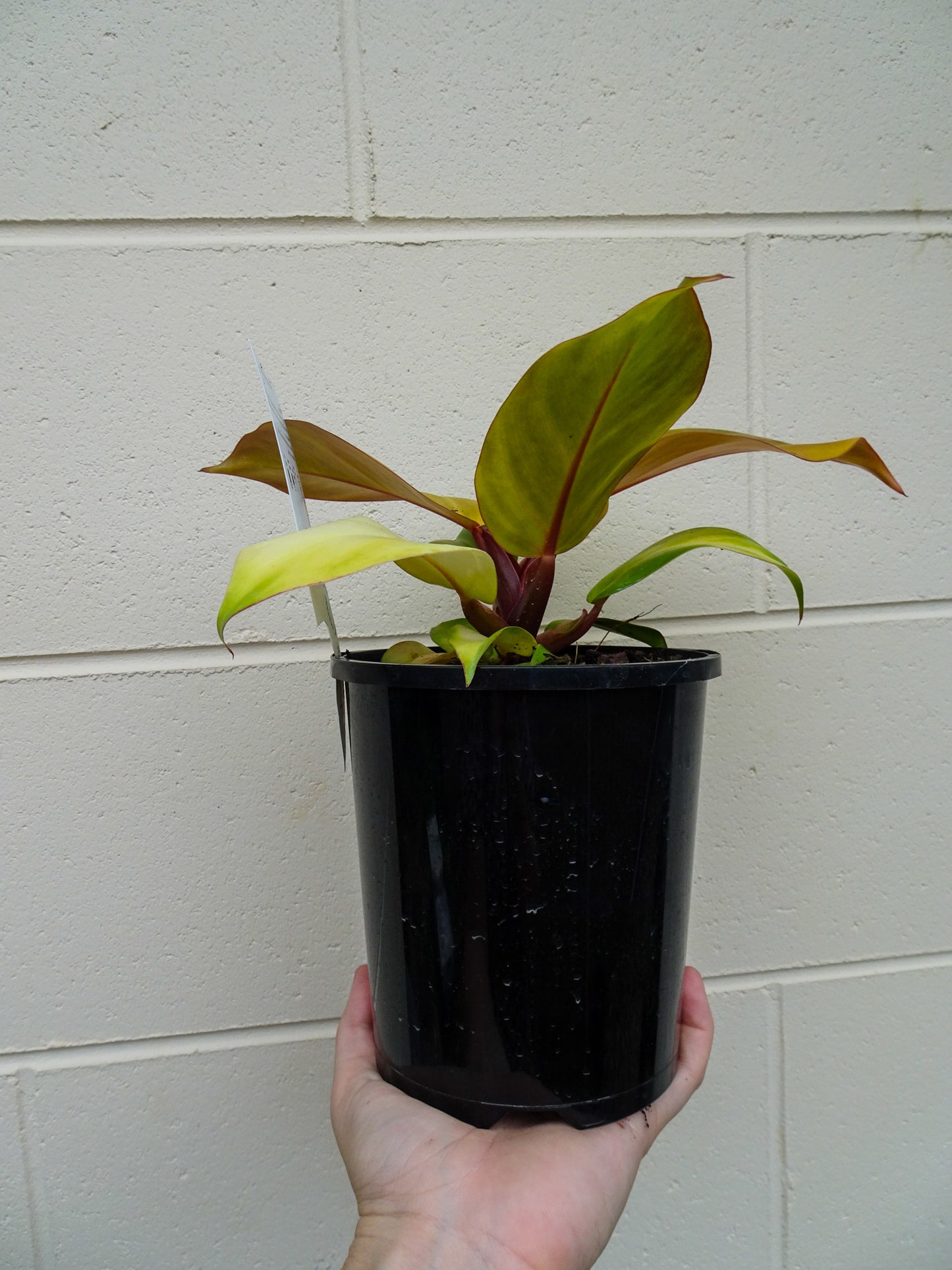 Philodendron McColleys Finale