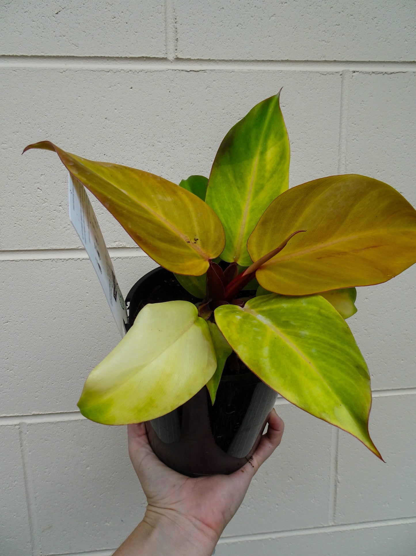 Philodendron McColleys Finale