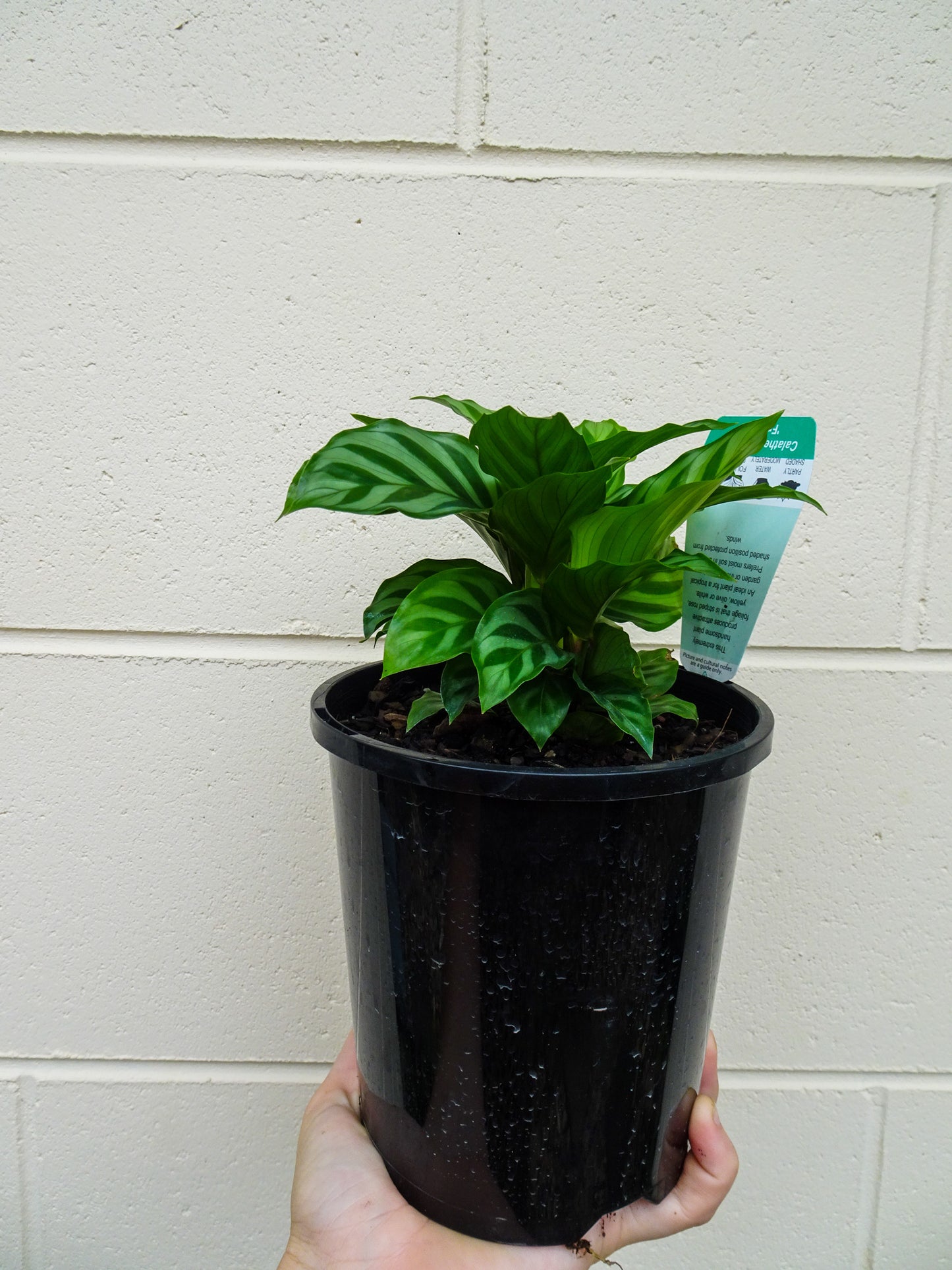 Calathea Freddie