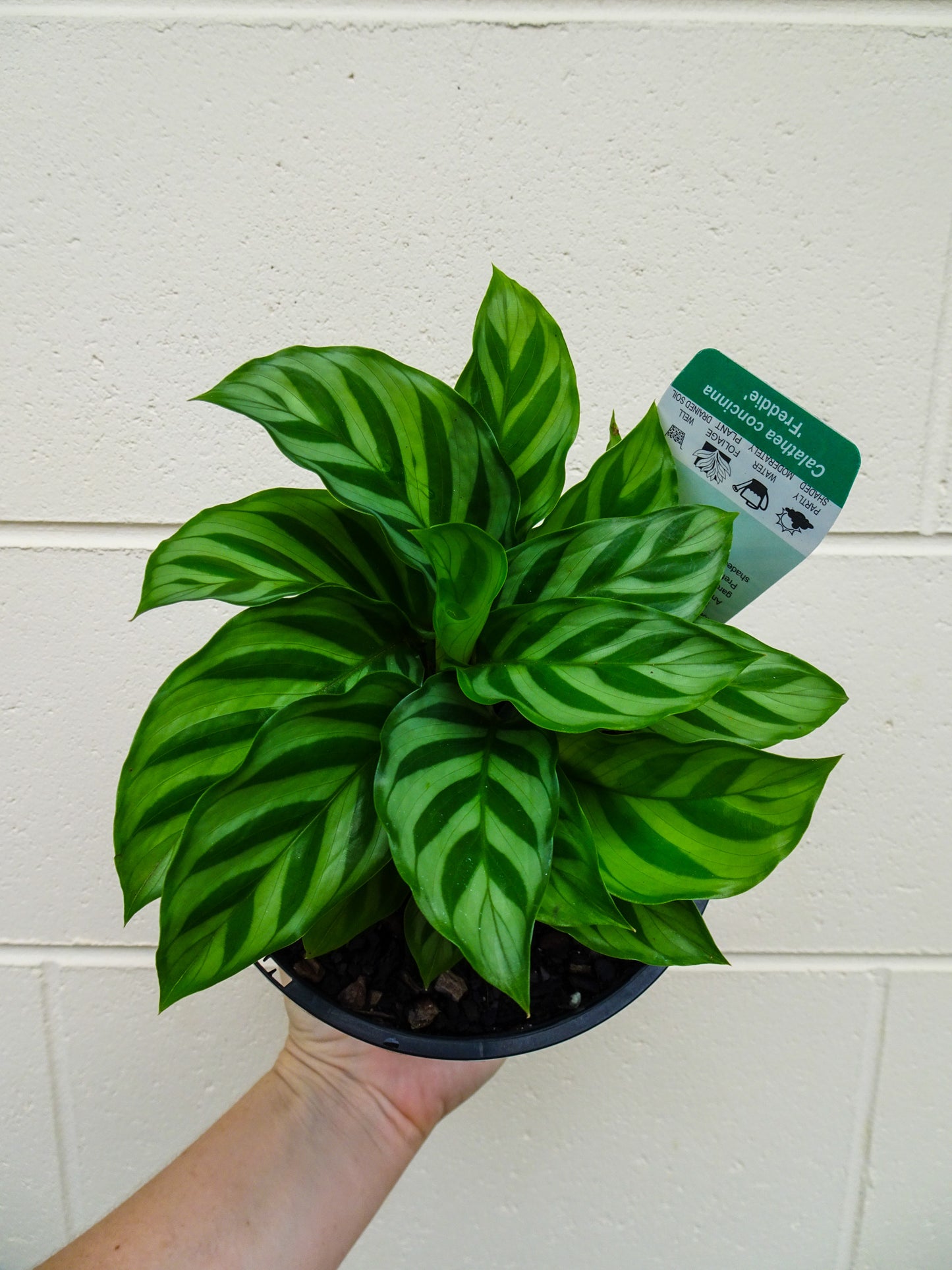 Calathea Freddie