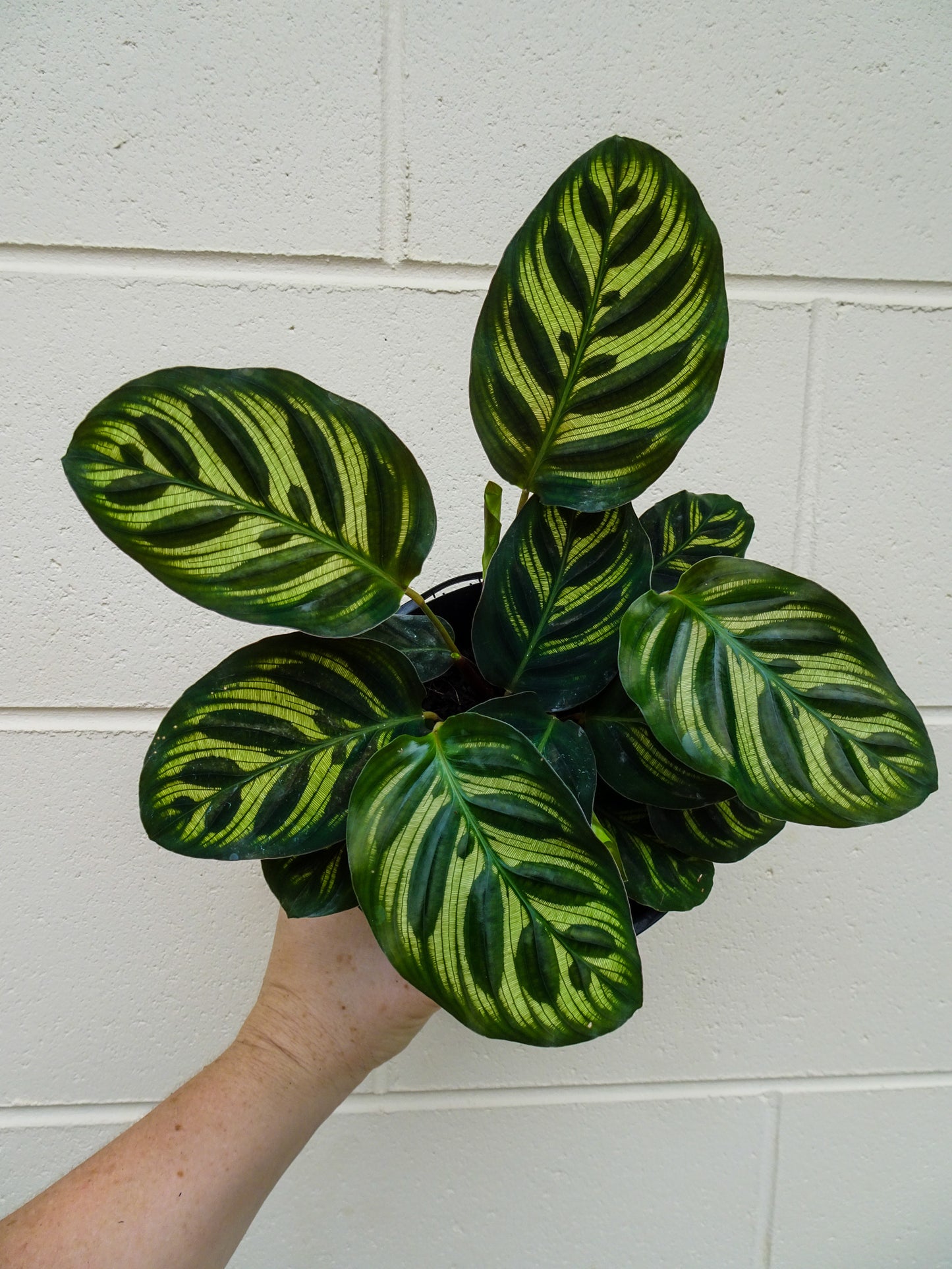 Calathea Makoyana