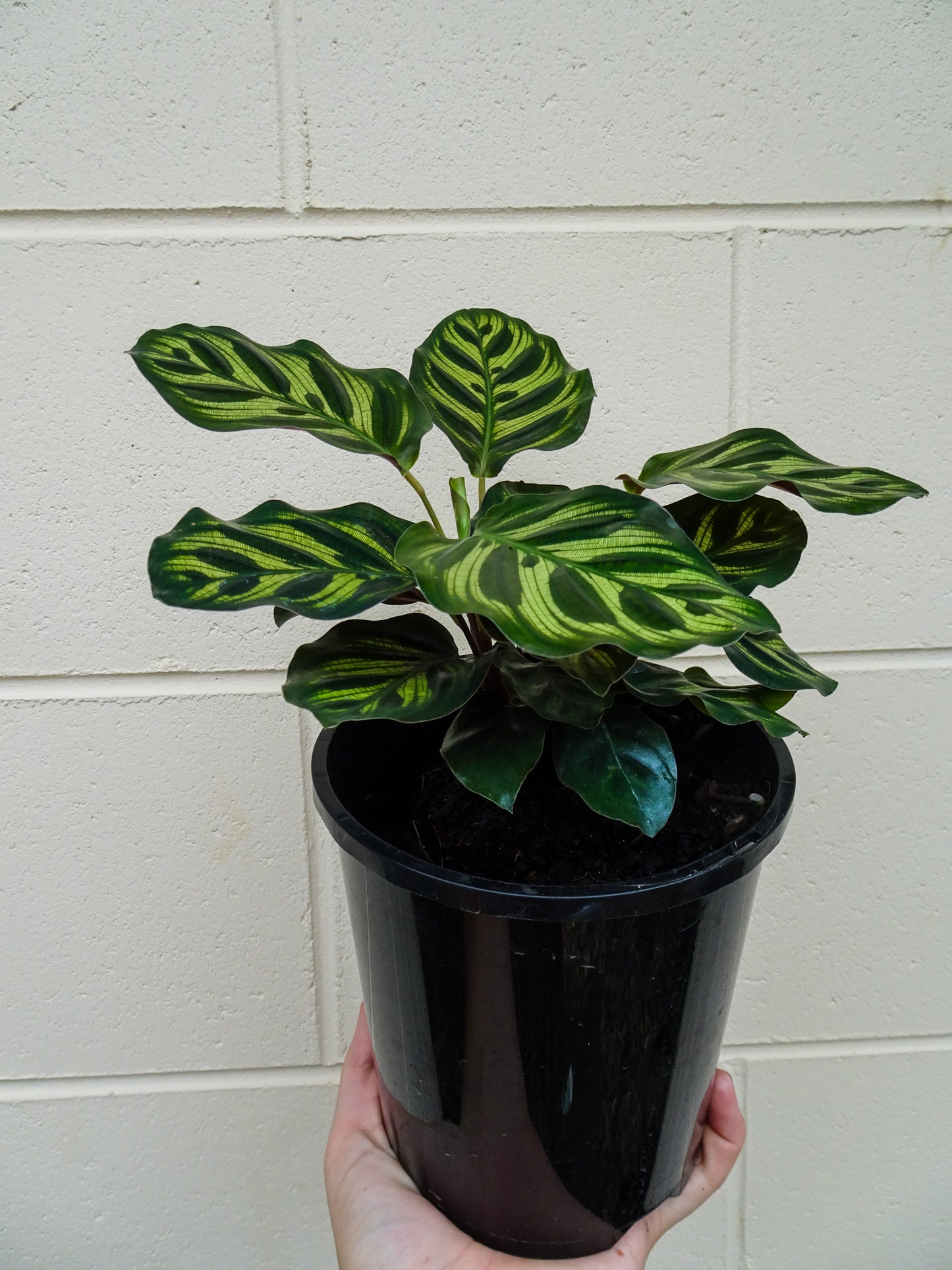 Calathea Makoyana
