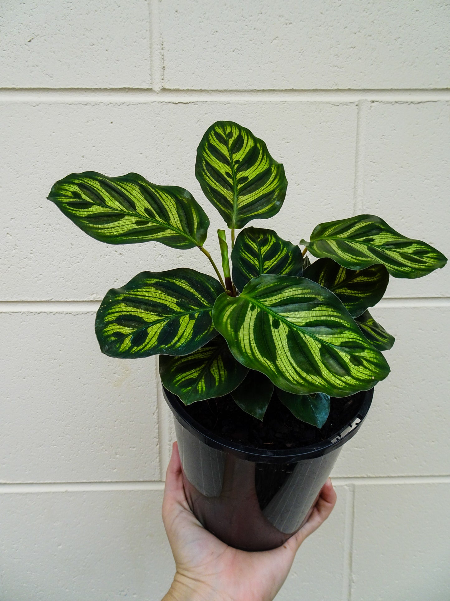 Calathea Makoyana
