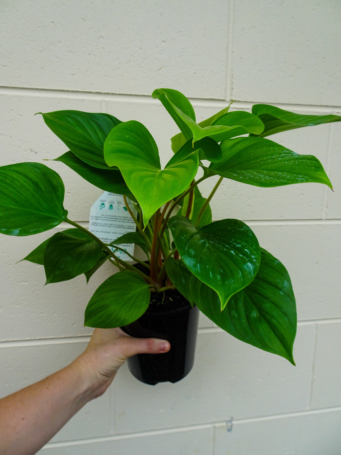Homalomena Glory Gem