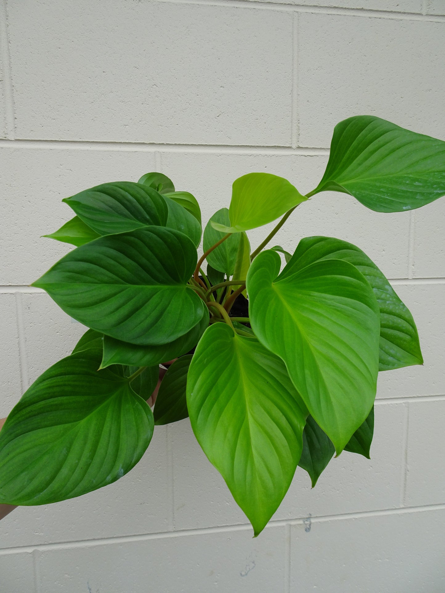 Homalomena Glory Gem