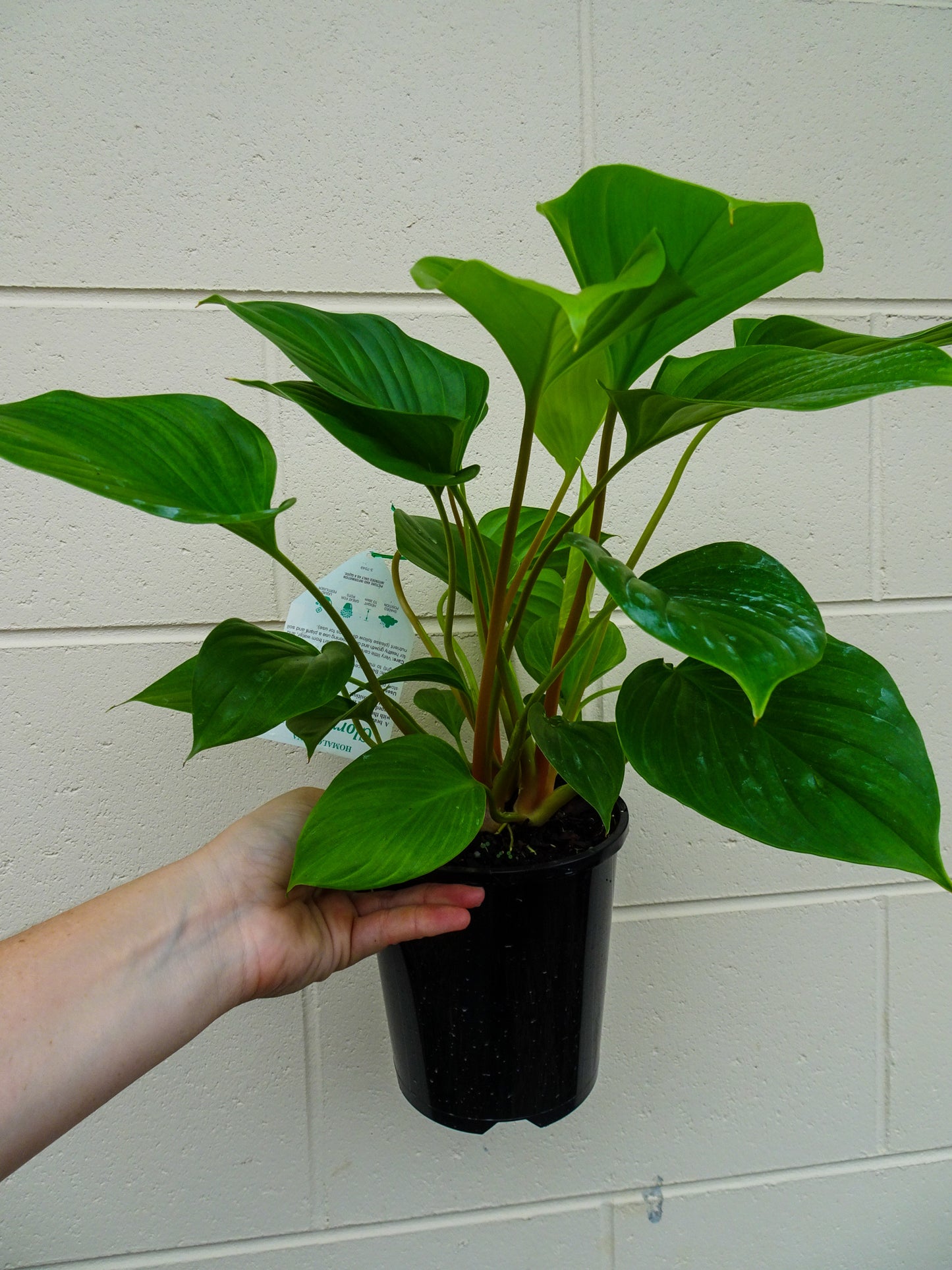 Homalomena Glory Gem