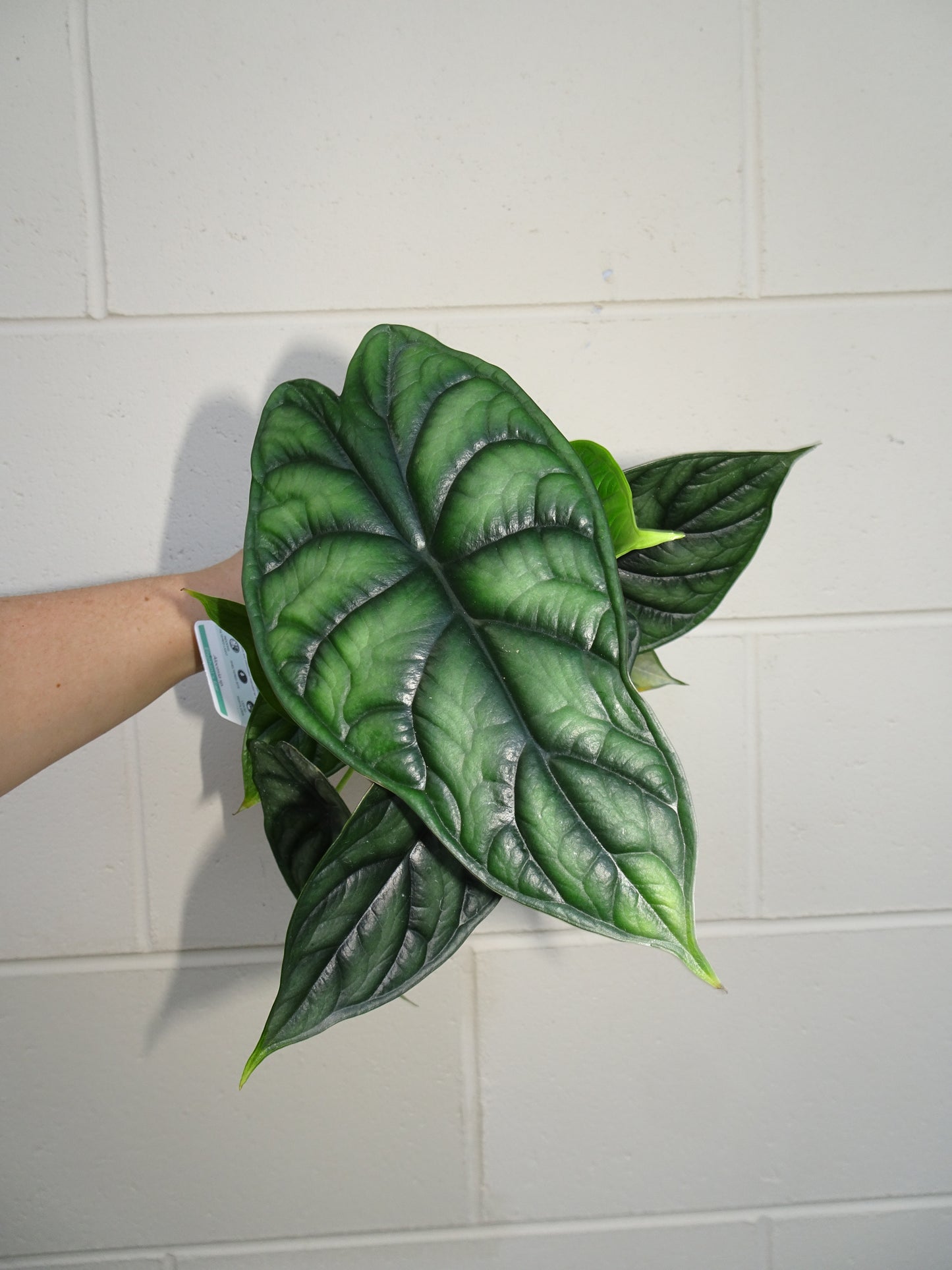 Alocasia Dragon Scale