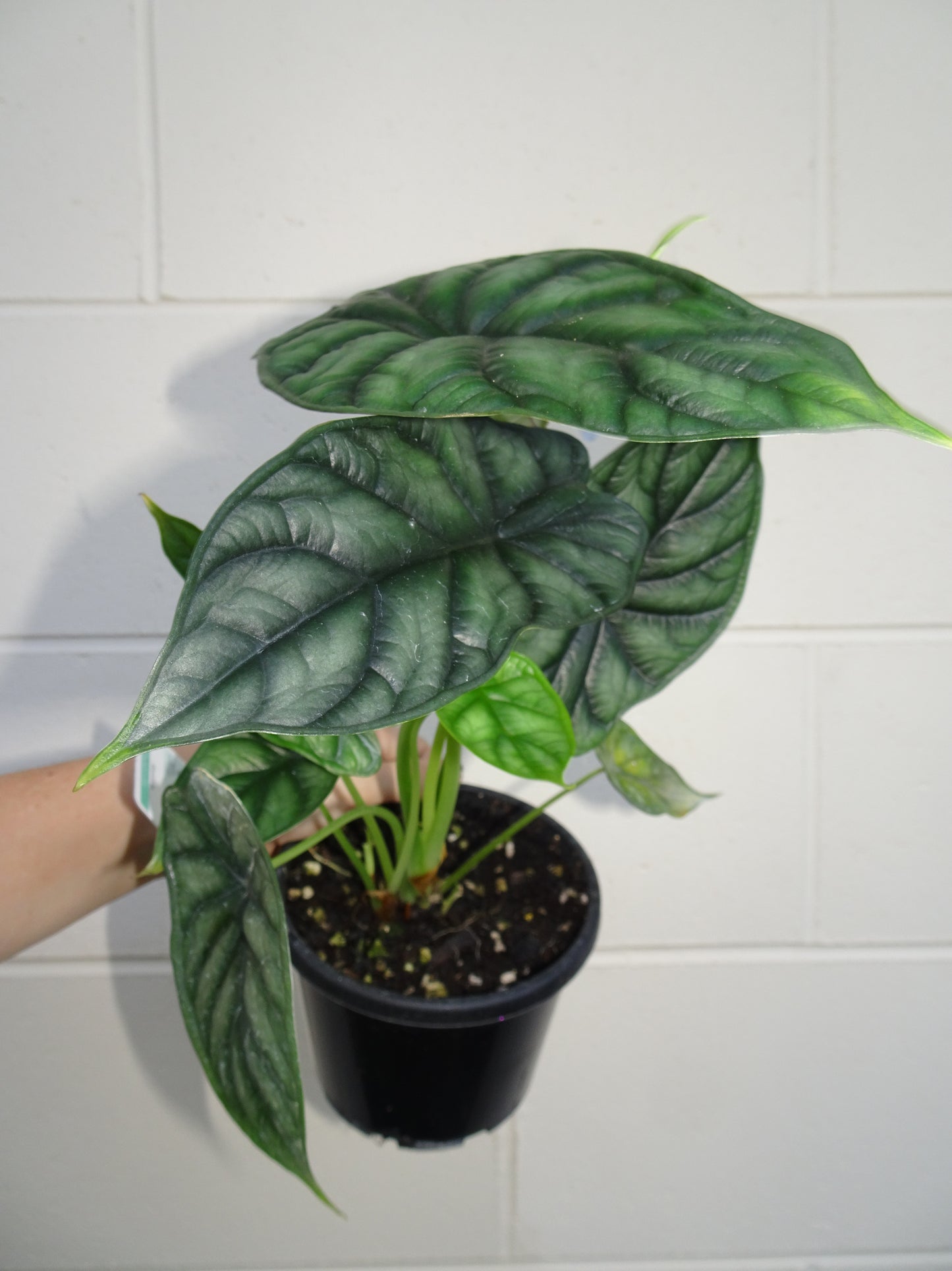 Alocasia Dragon Scale