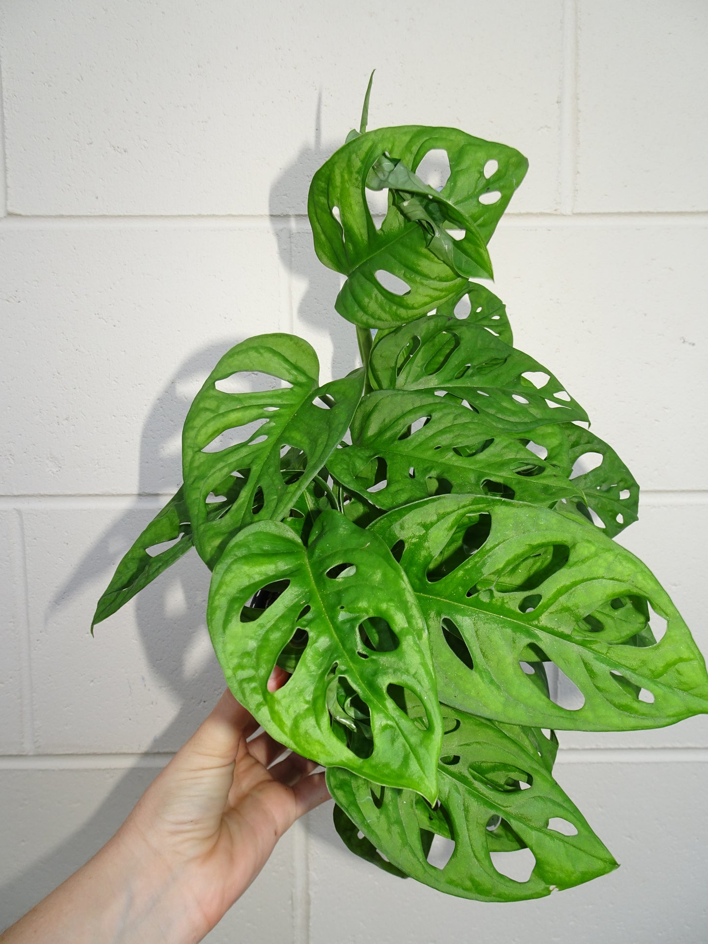 Monstera Adansonii