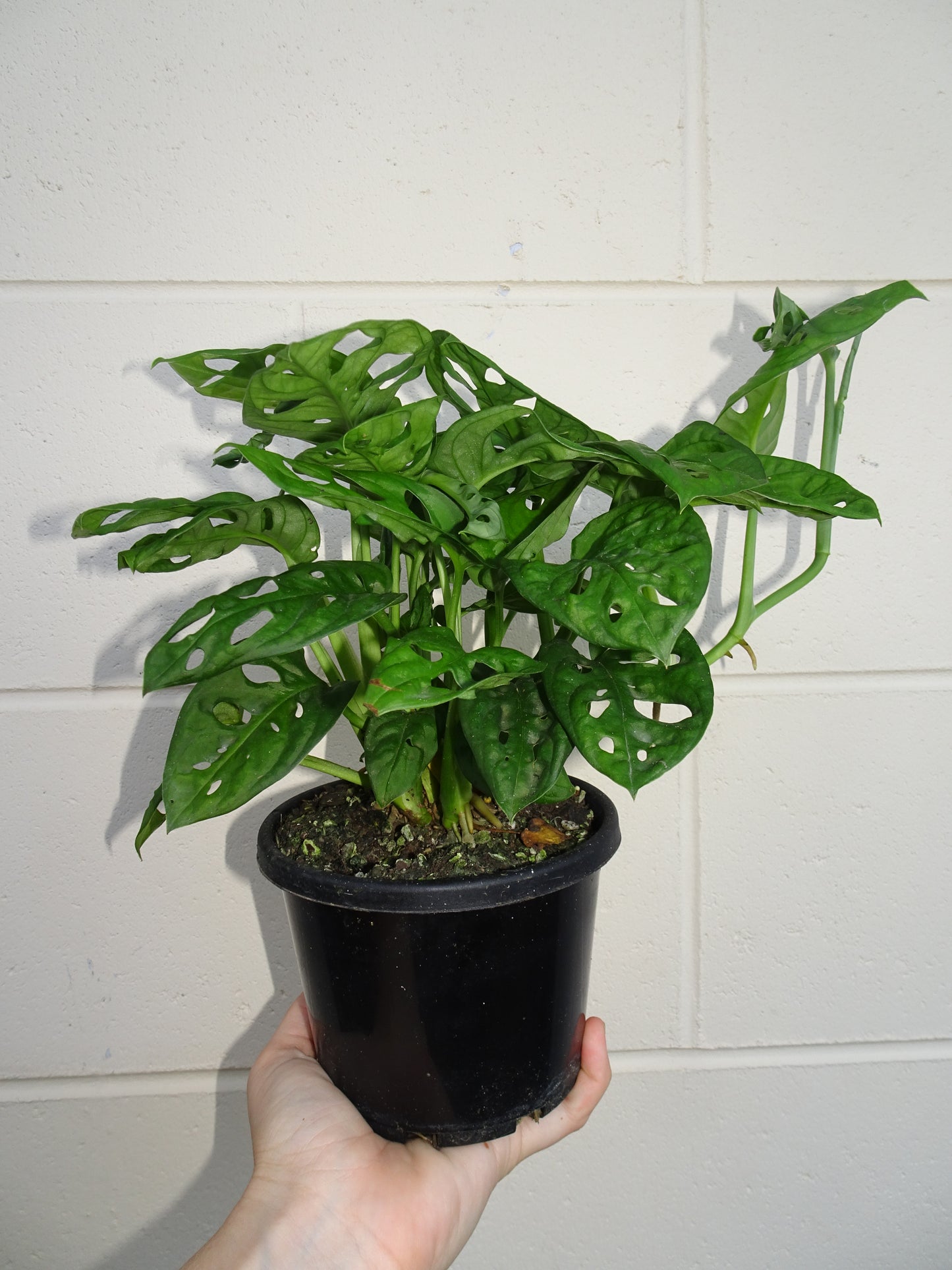 Monstera Adansonii
