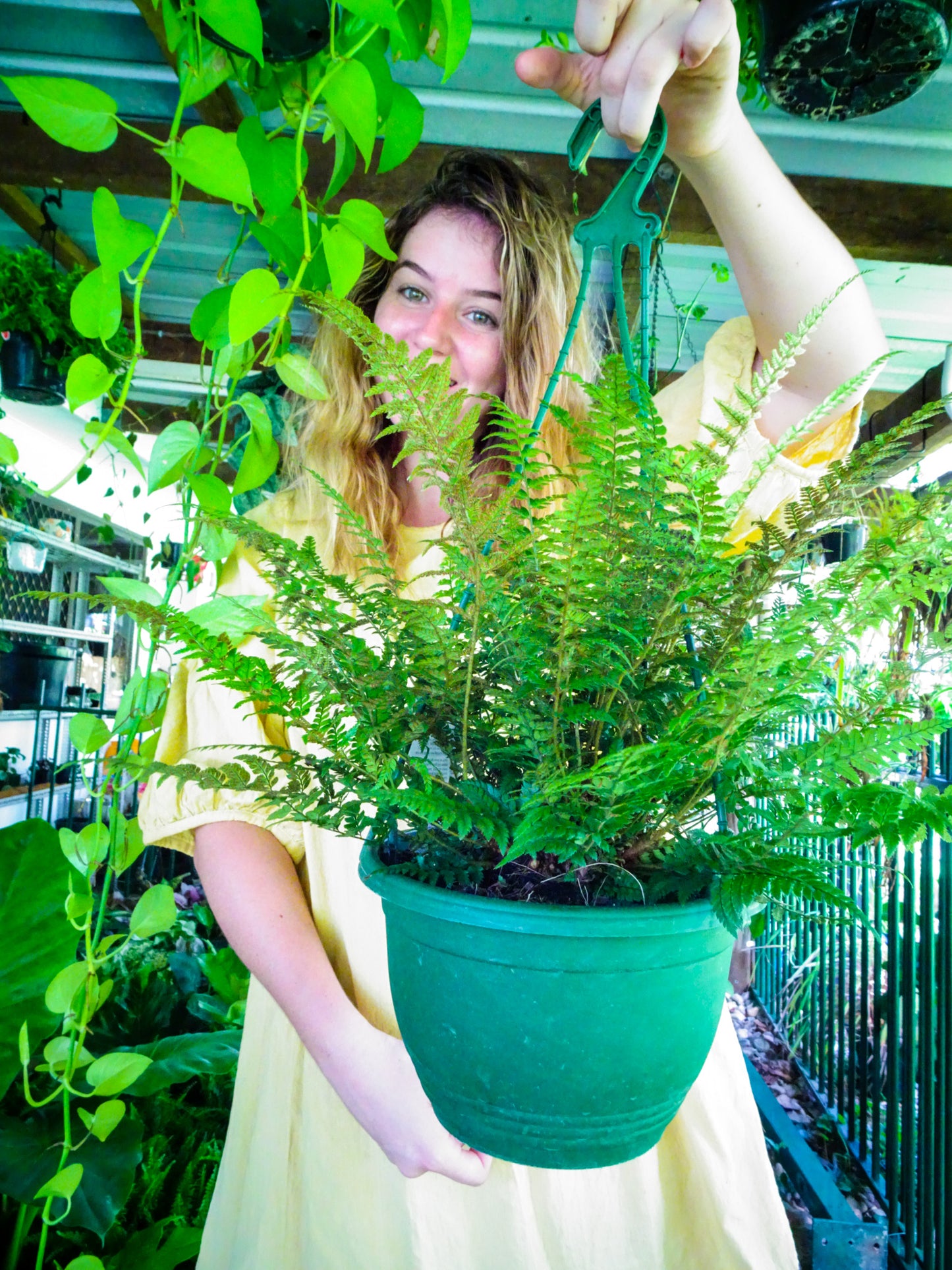 Korean Rock Fern Hanging Baskets