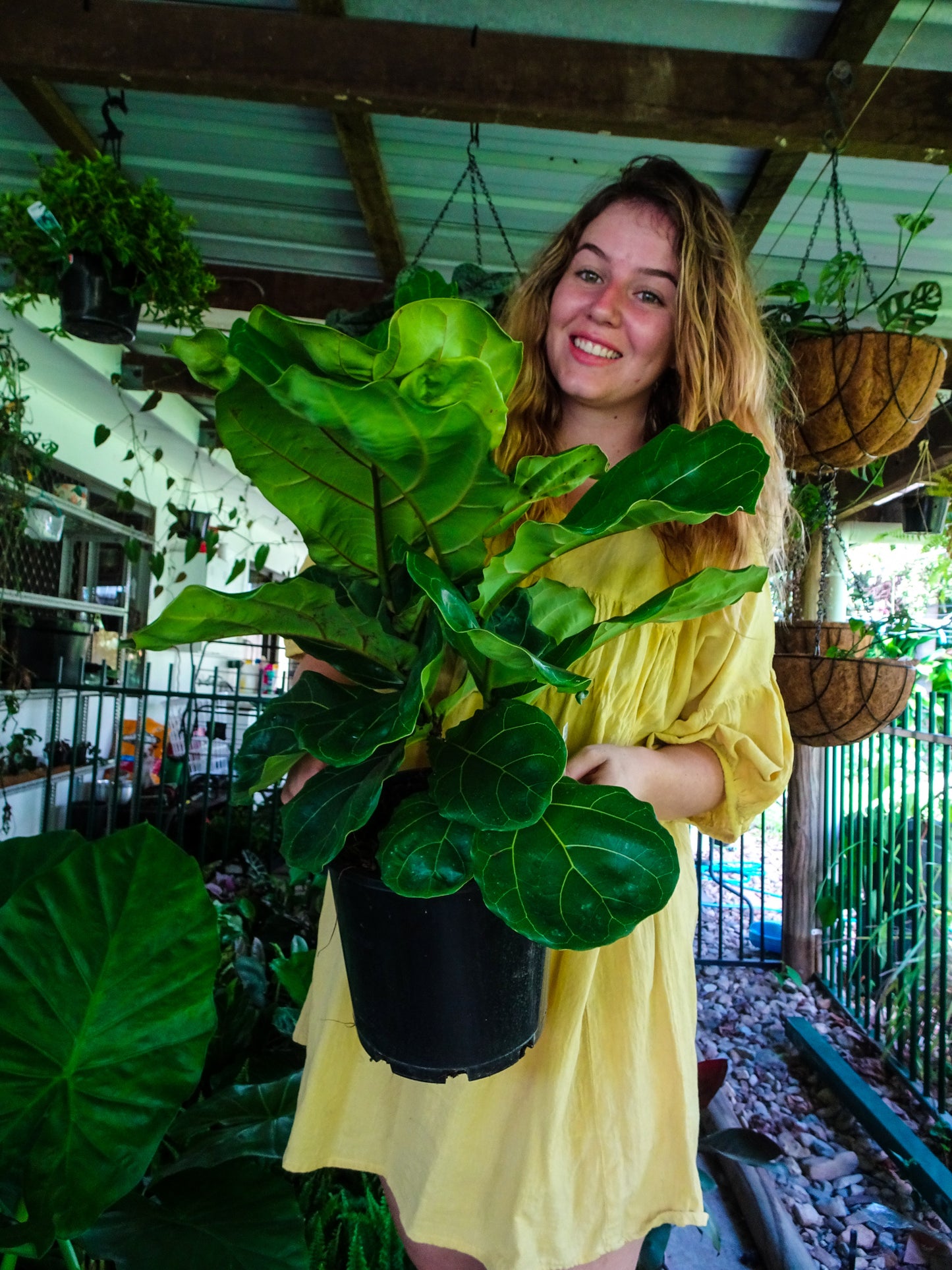 Fiddle Leaf Fig 200mm