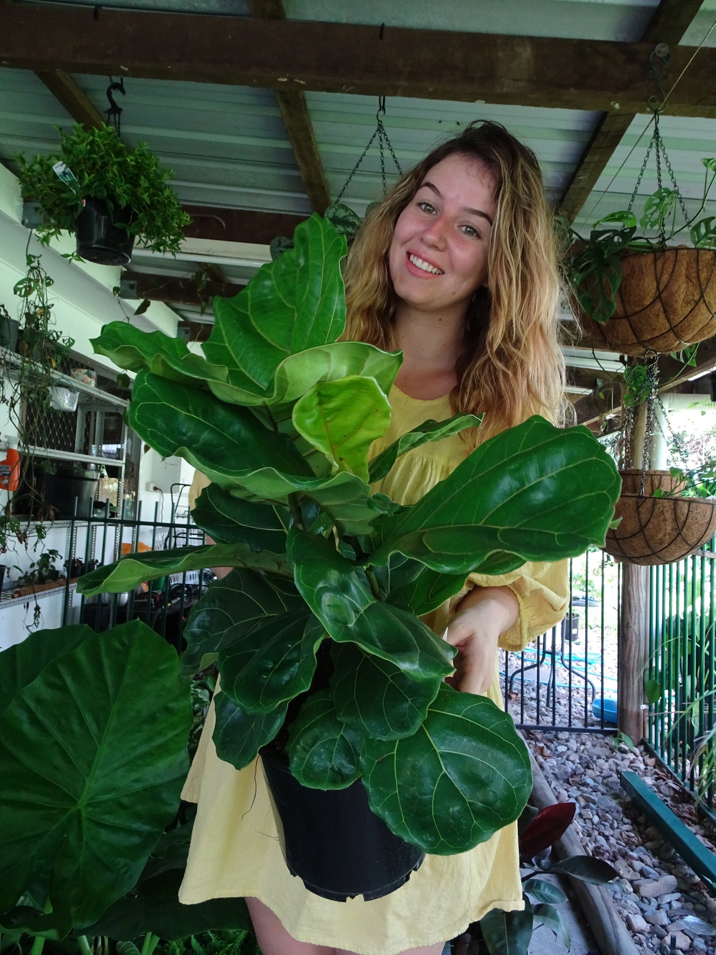 Fiddle Leaf Fig 200mm