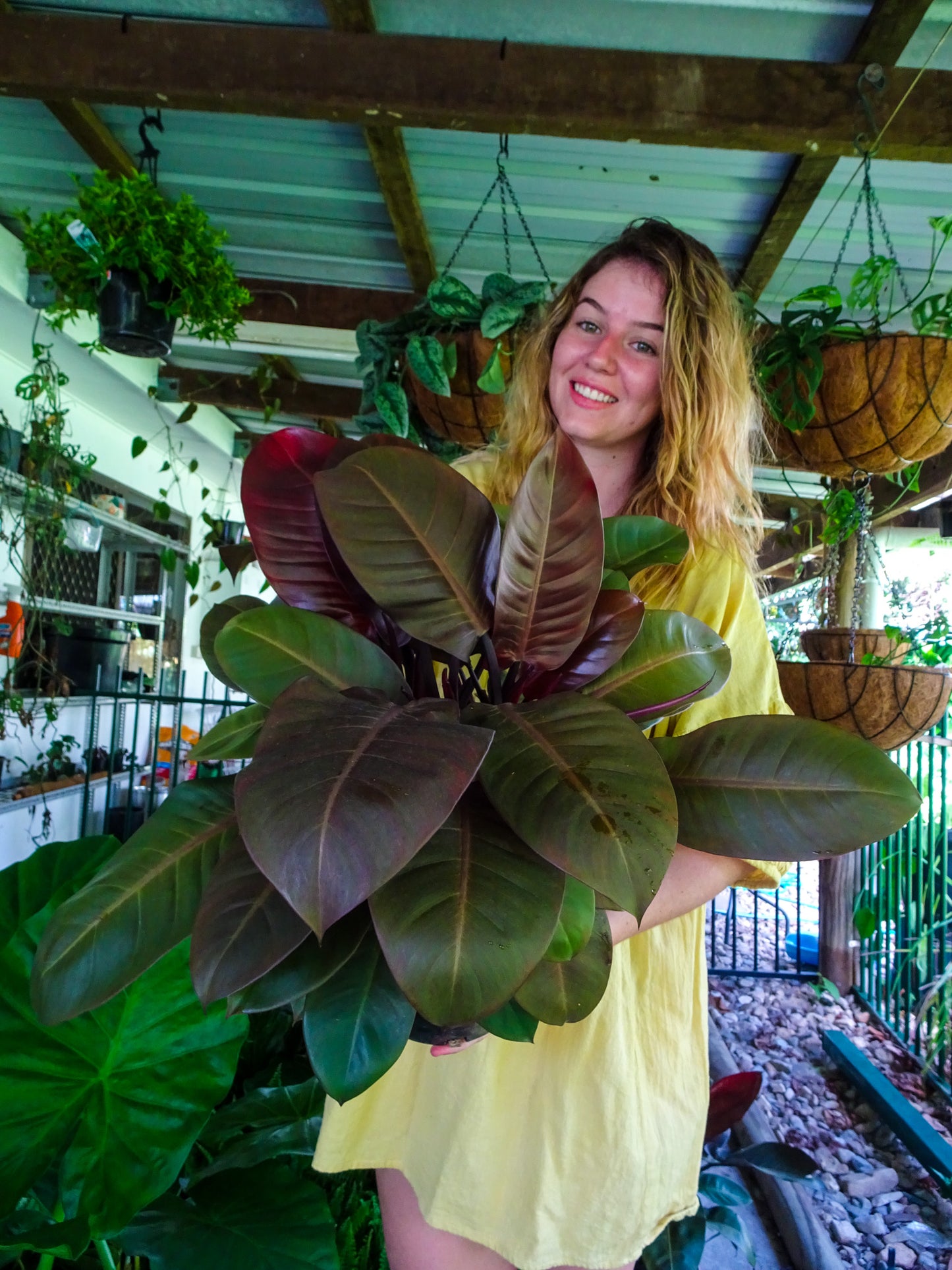 Philodendron Black Cardinal