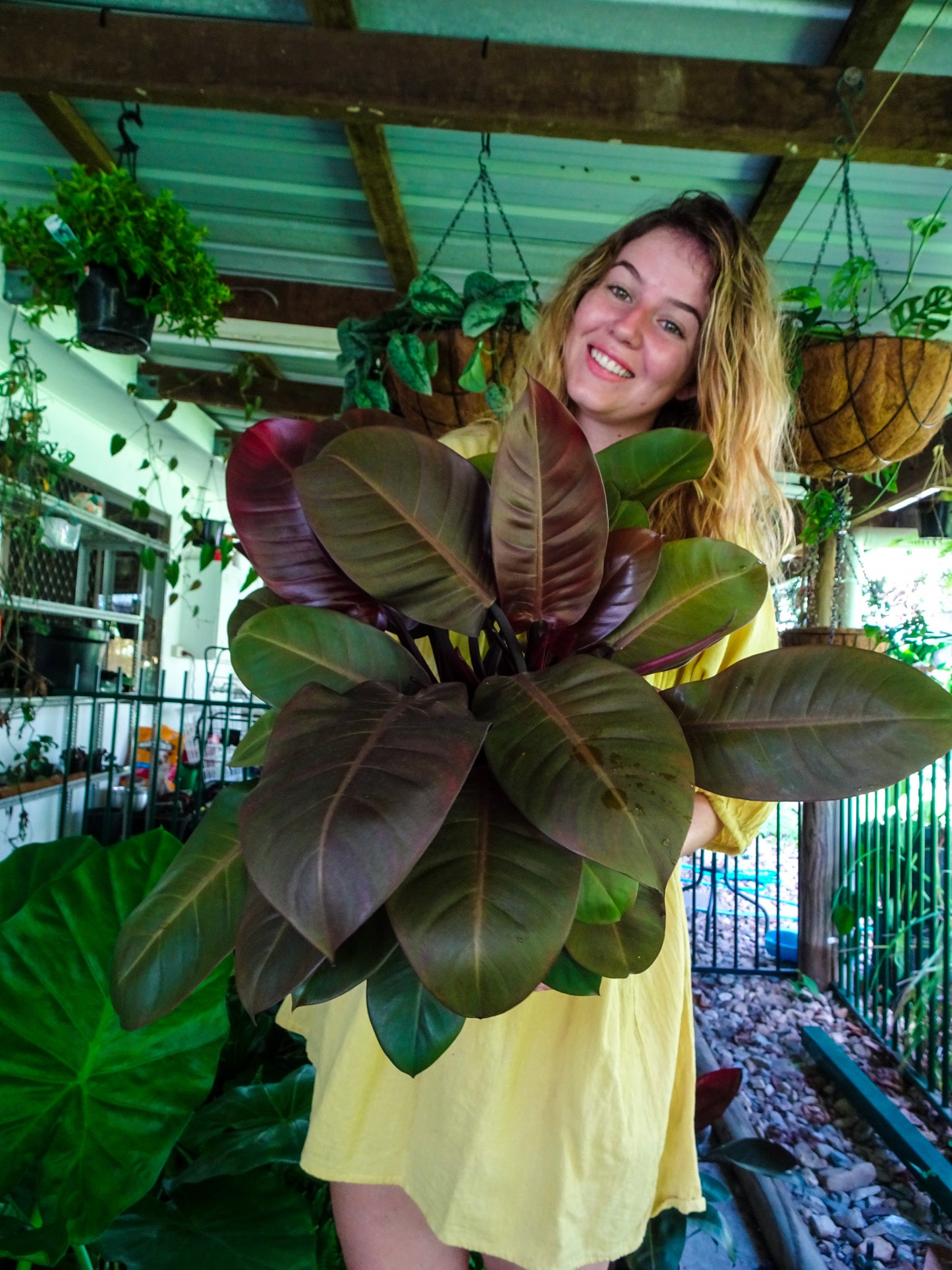Philodendron Black Cardinal