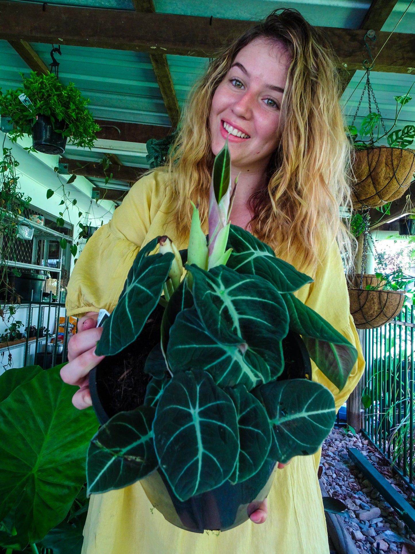 Alocasia Black Velvet