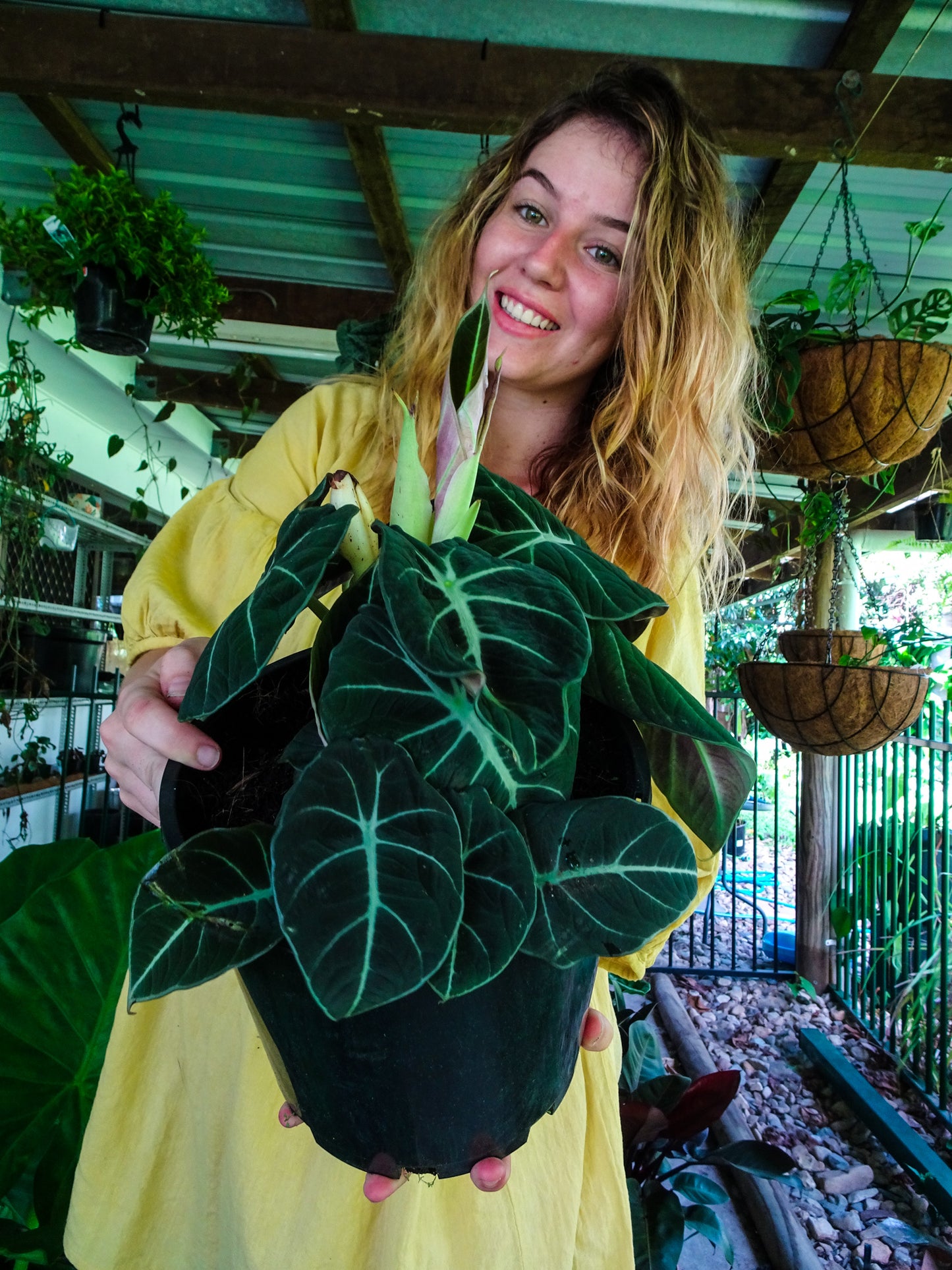 Alocasia Black Velvet