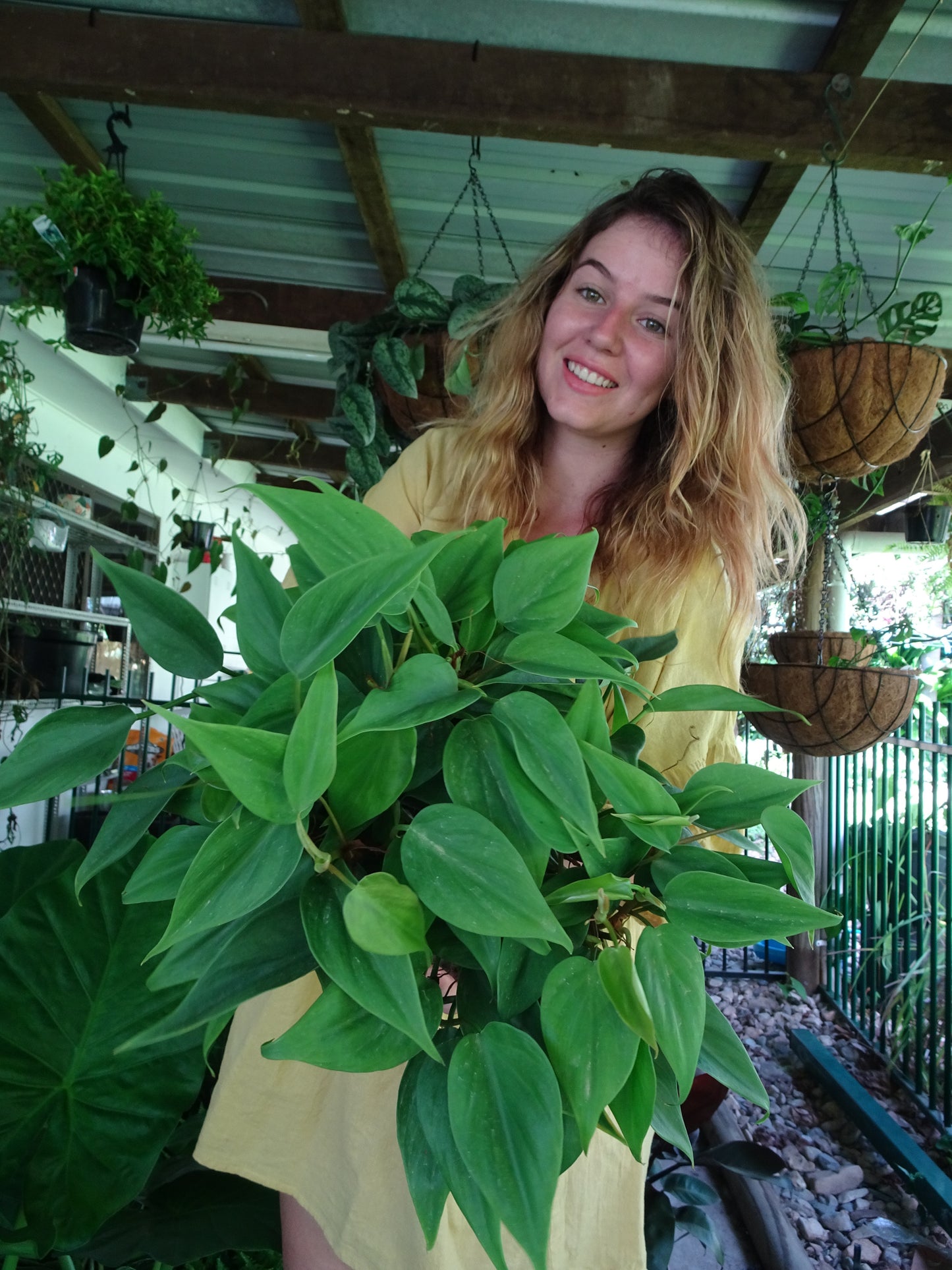 Philodendron Emerald