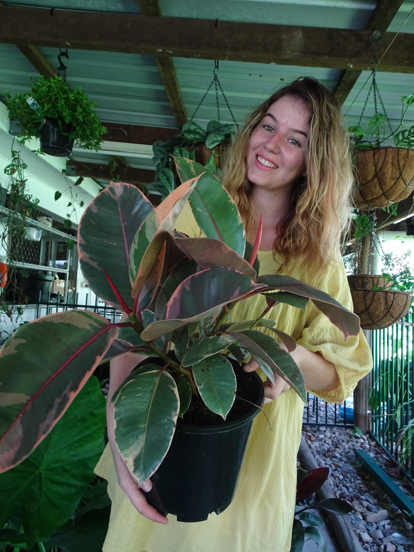 Ficus Elastica Ruby