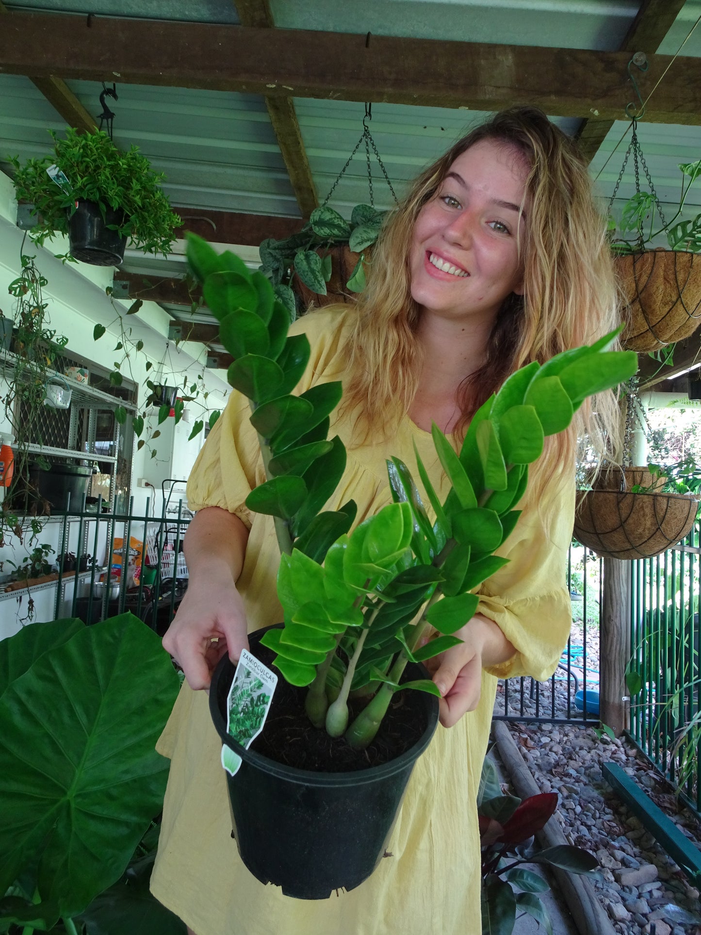 ZZ Plant