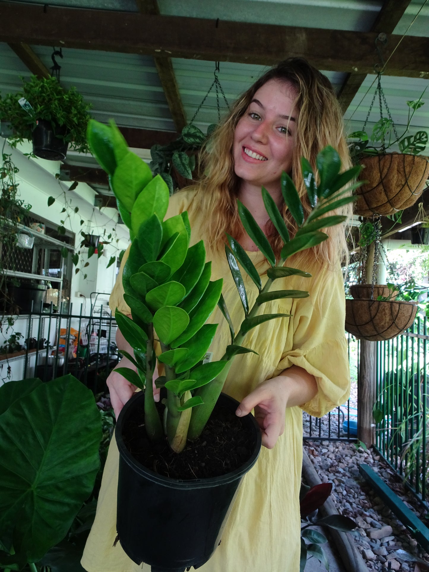 ZZ Plant