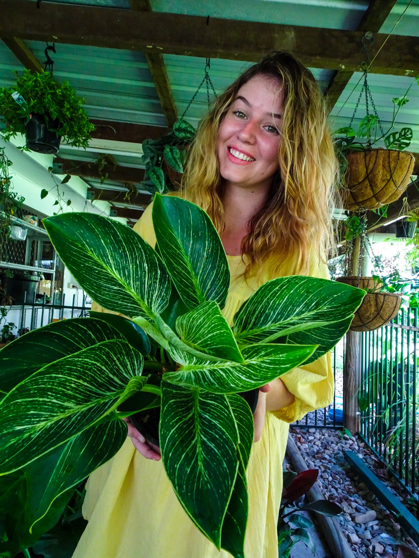 Philodendron Birkin